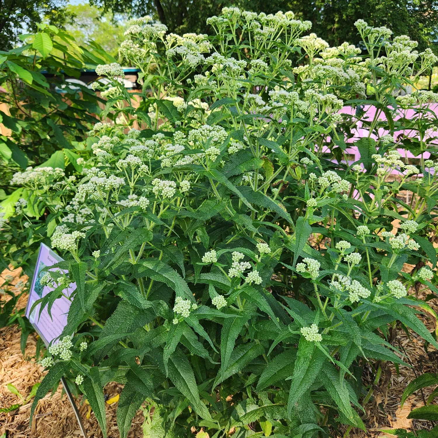 Eutrochium perfolatum, Boneset  Detroit Abloom