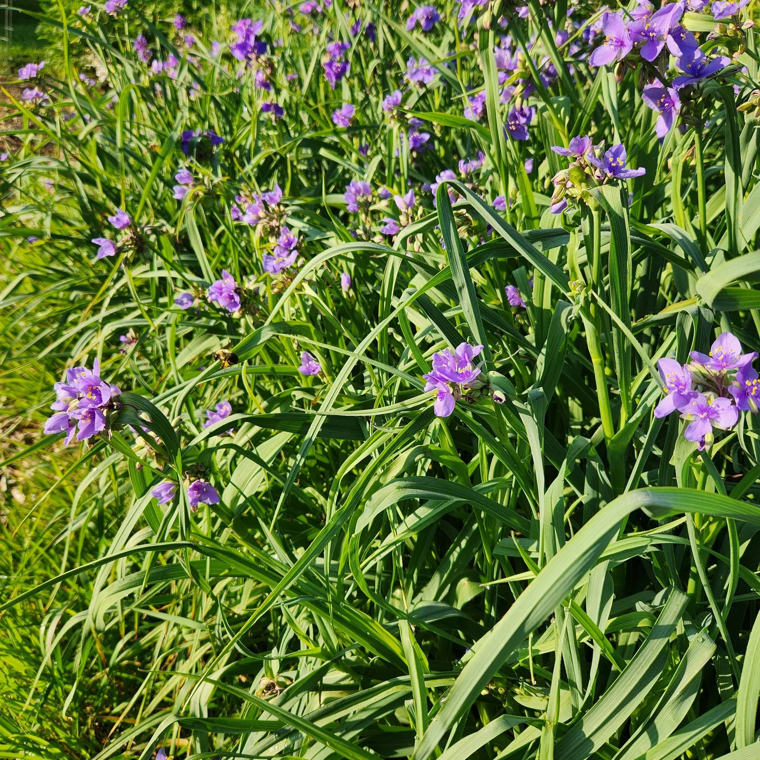 Tradescantia ohiensis, Spiderwort  Detroit Abloom