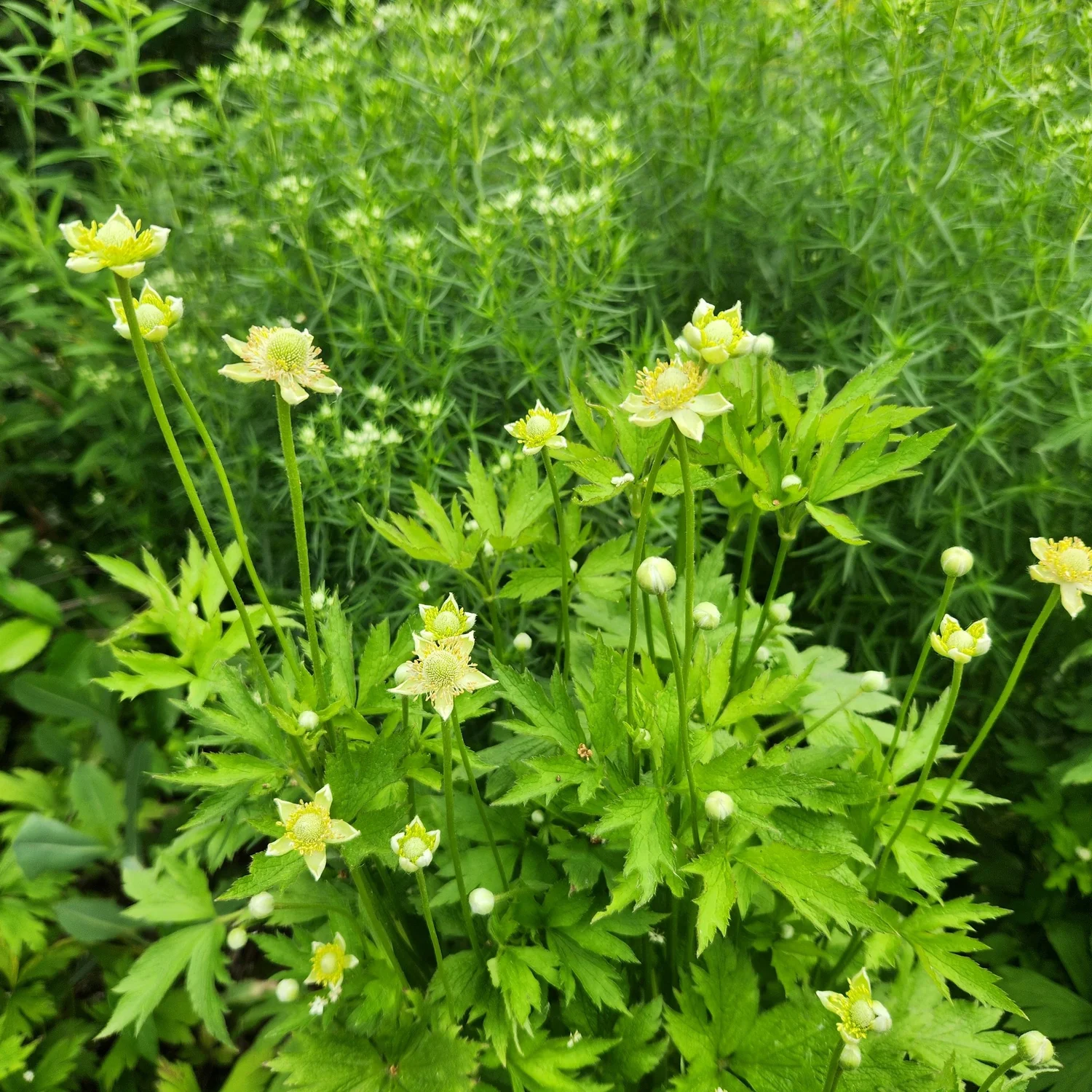 Anemone virginiana, Tall Thimbleweed — Detroit Abloom