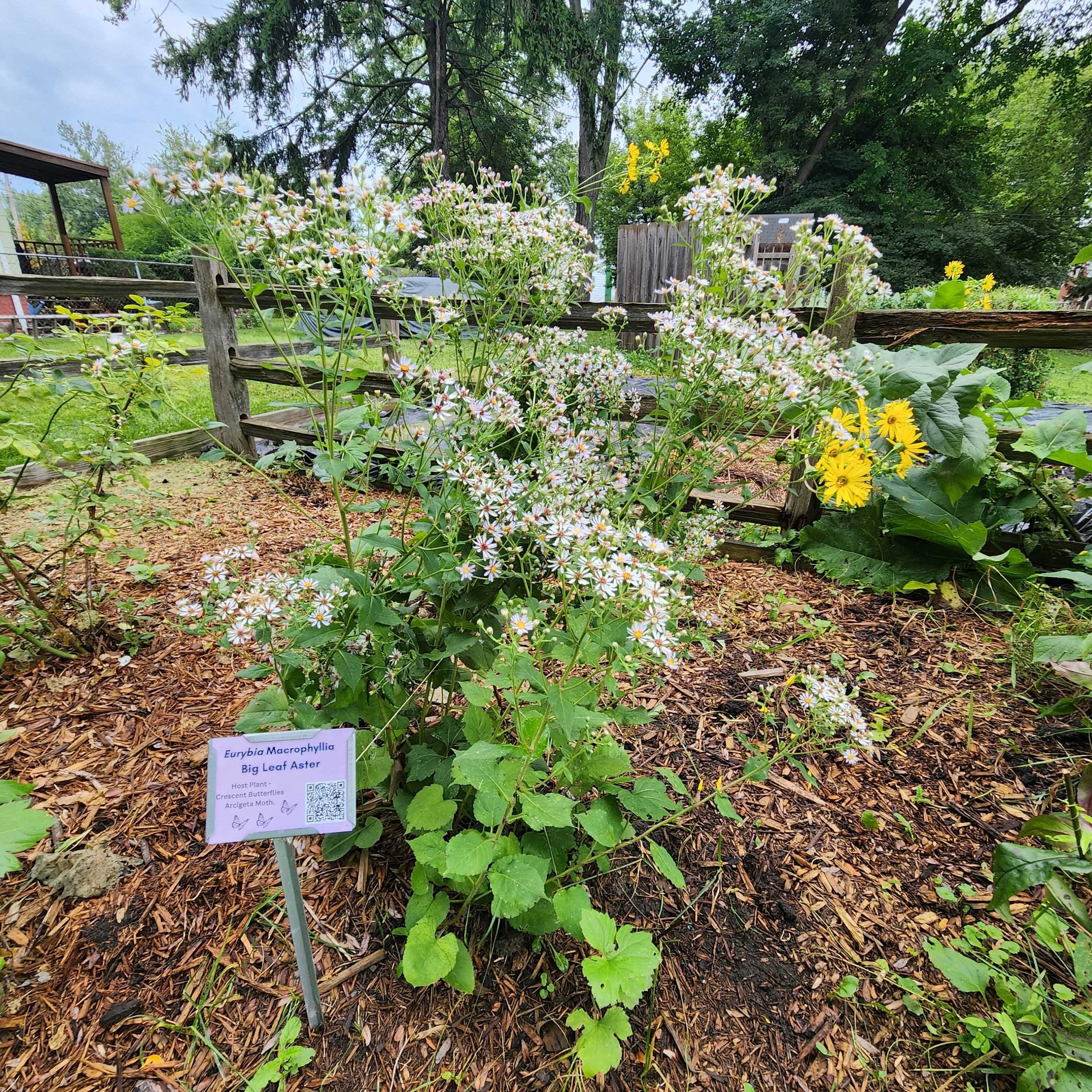 big leaf aster - Copy.jpg