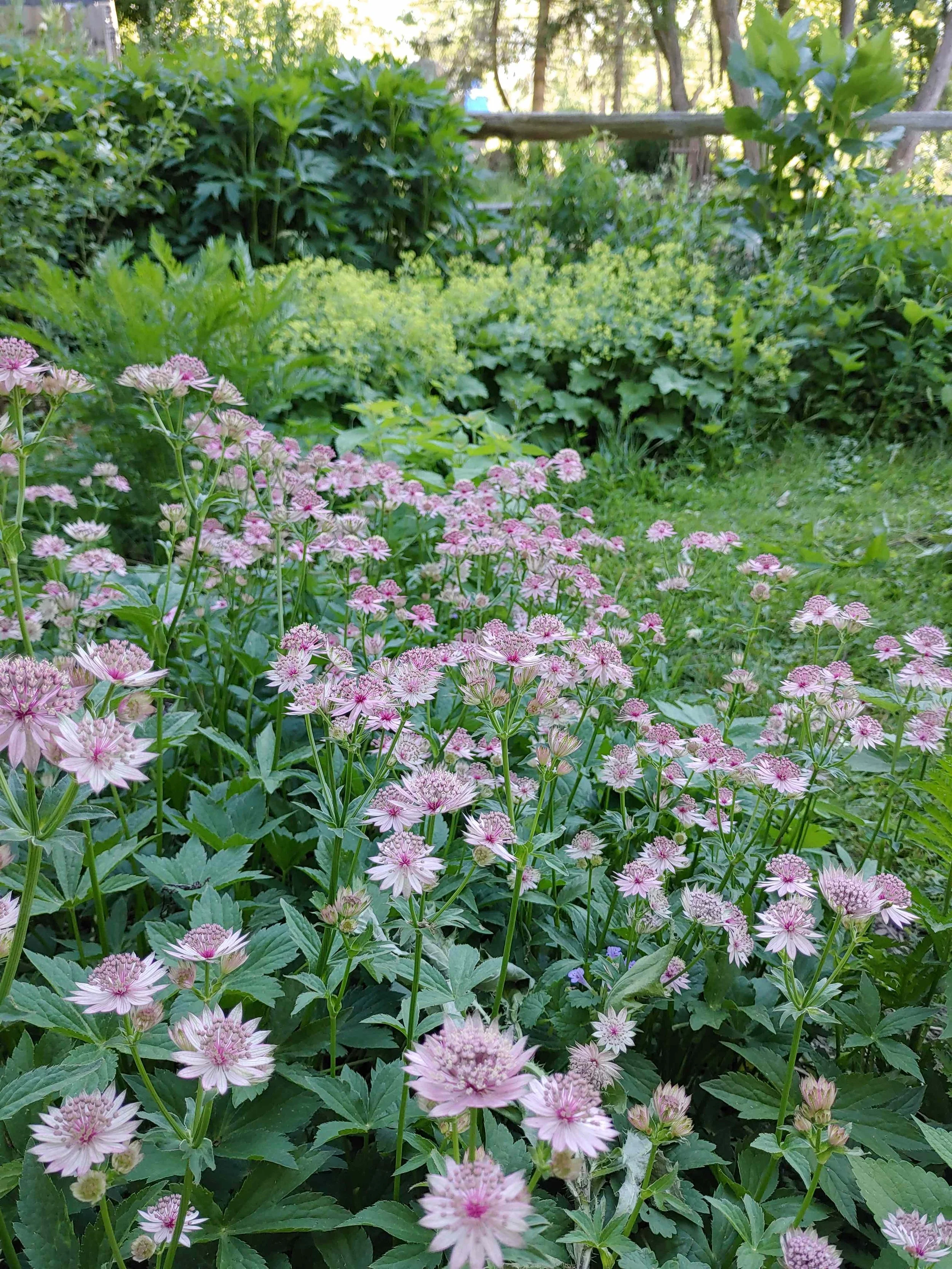 astrantia june.jpg