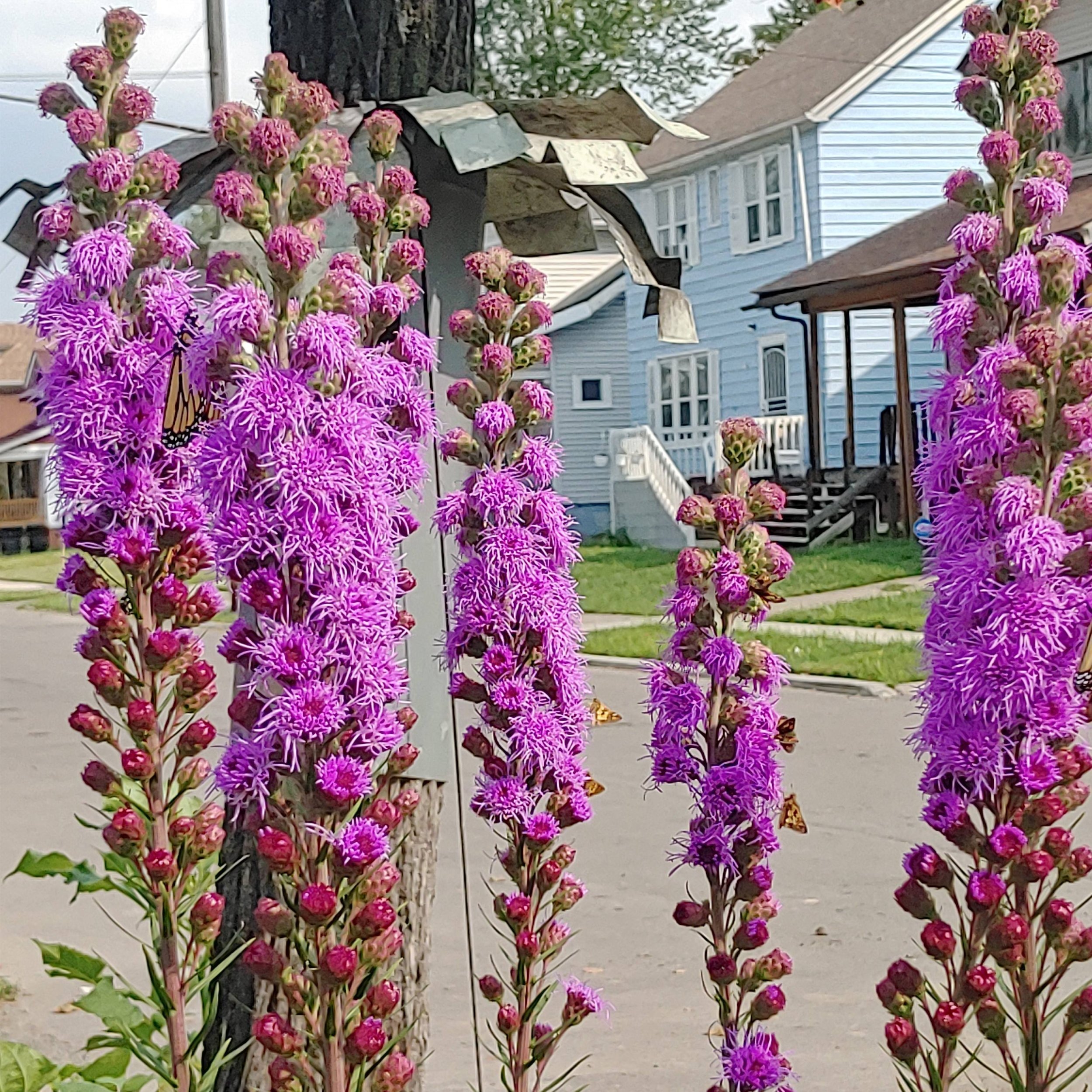 liatris.jpg