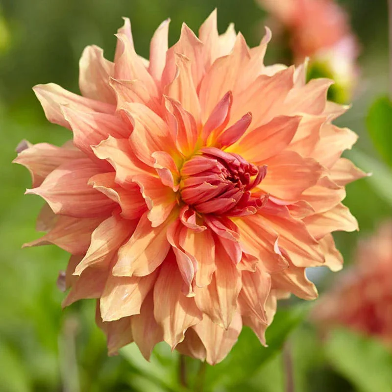 dahlia-dinnerplate-pink-orange-belle-of-barnera.webp