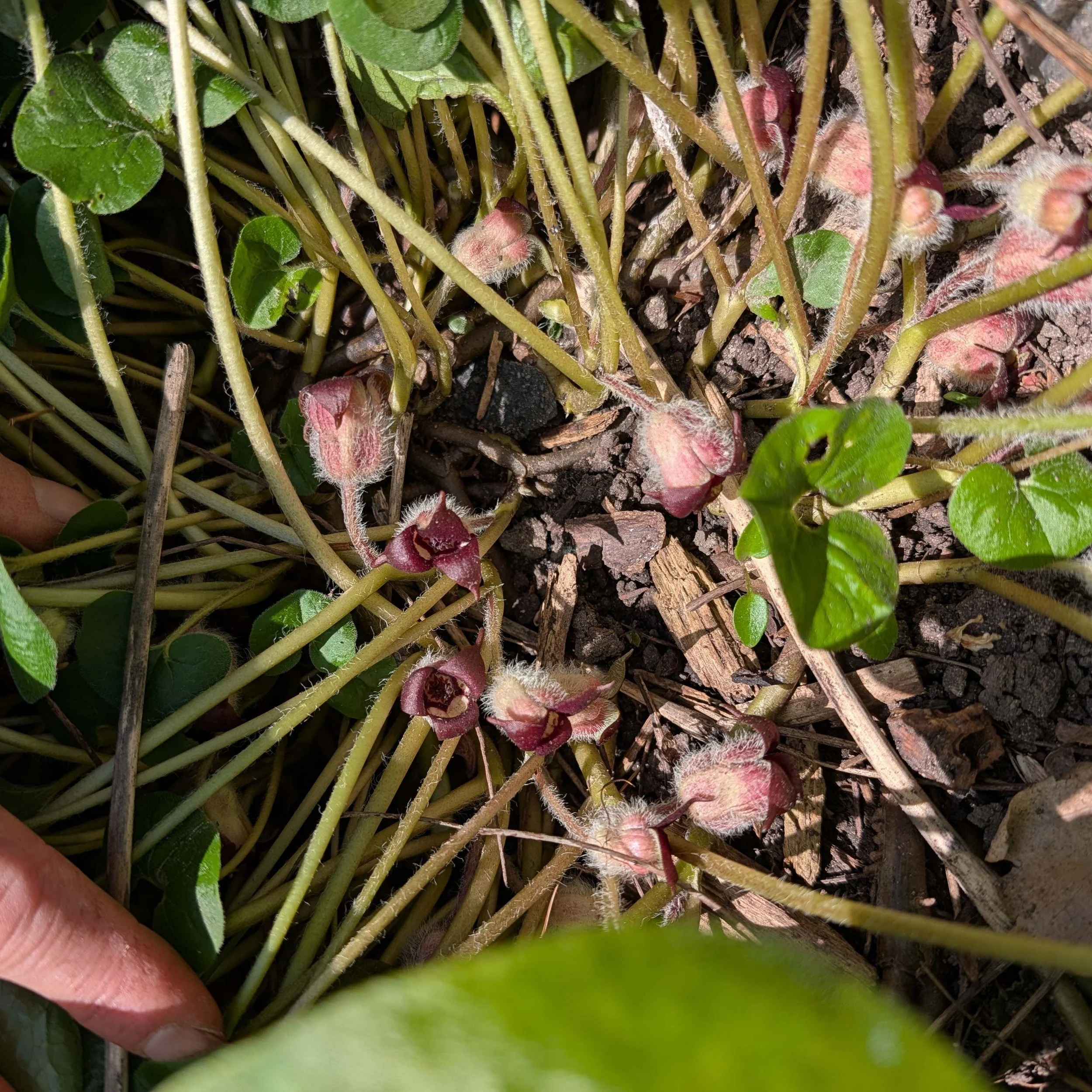 ginger blooms 2026.jpg