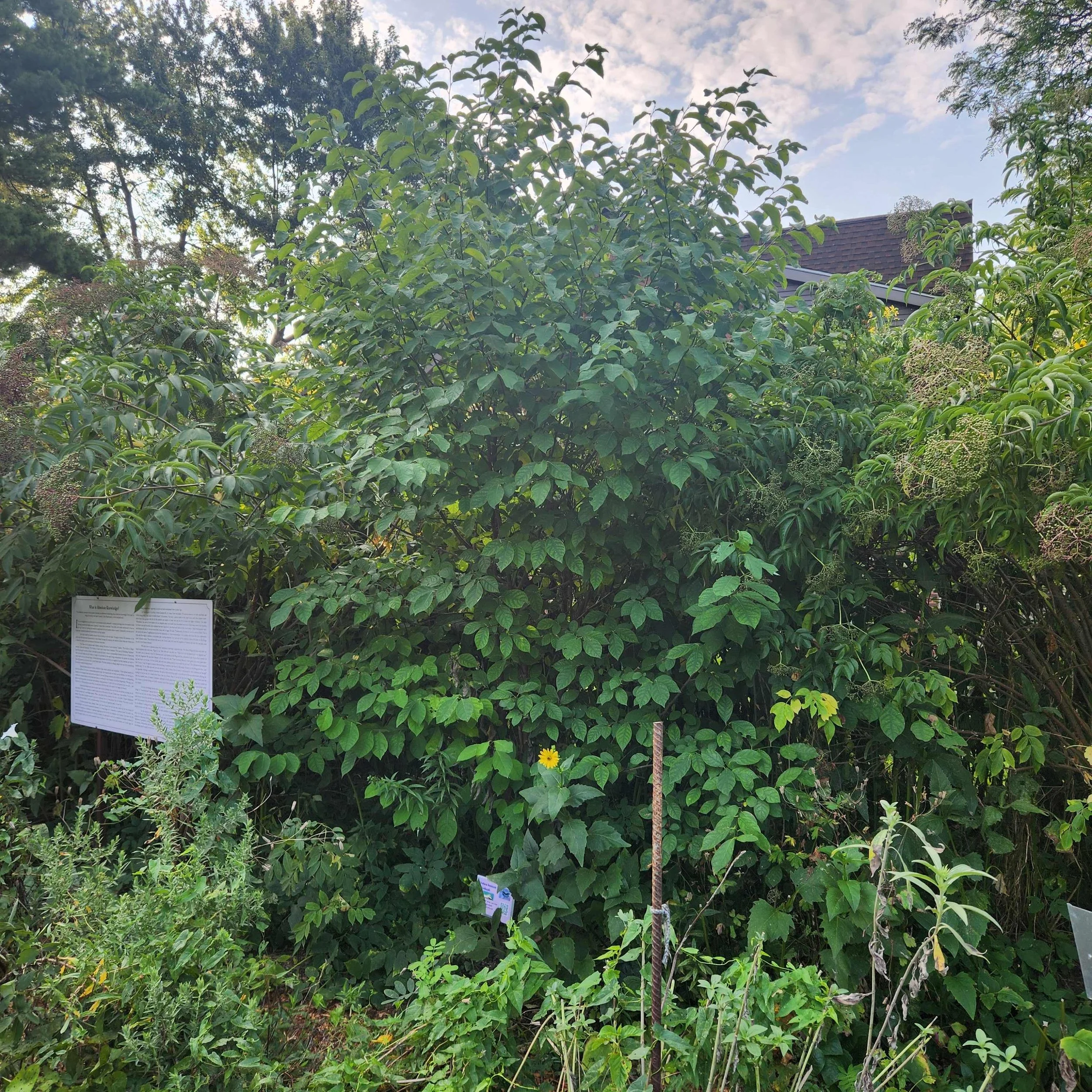 Lindera benzoin, Spicebush, Shrub, Quart or Gallon pot