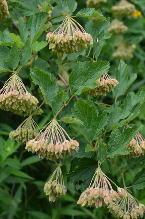 physocarpus-opulifolius-prairie-ninebark_after-flowering-forming-seeds_483x730.jpg