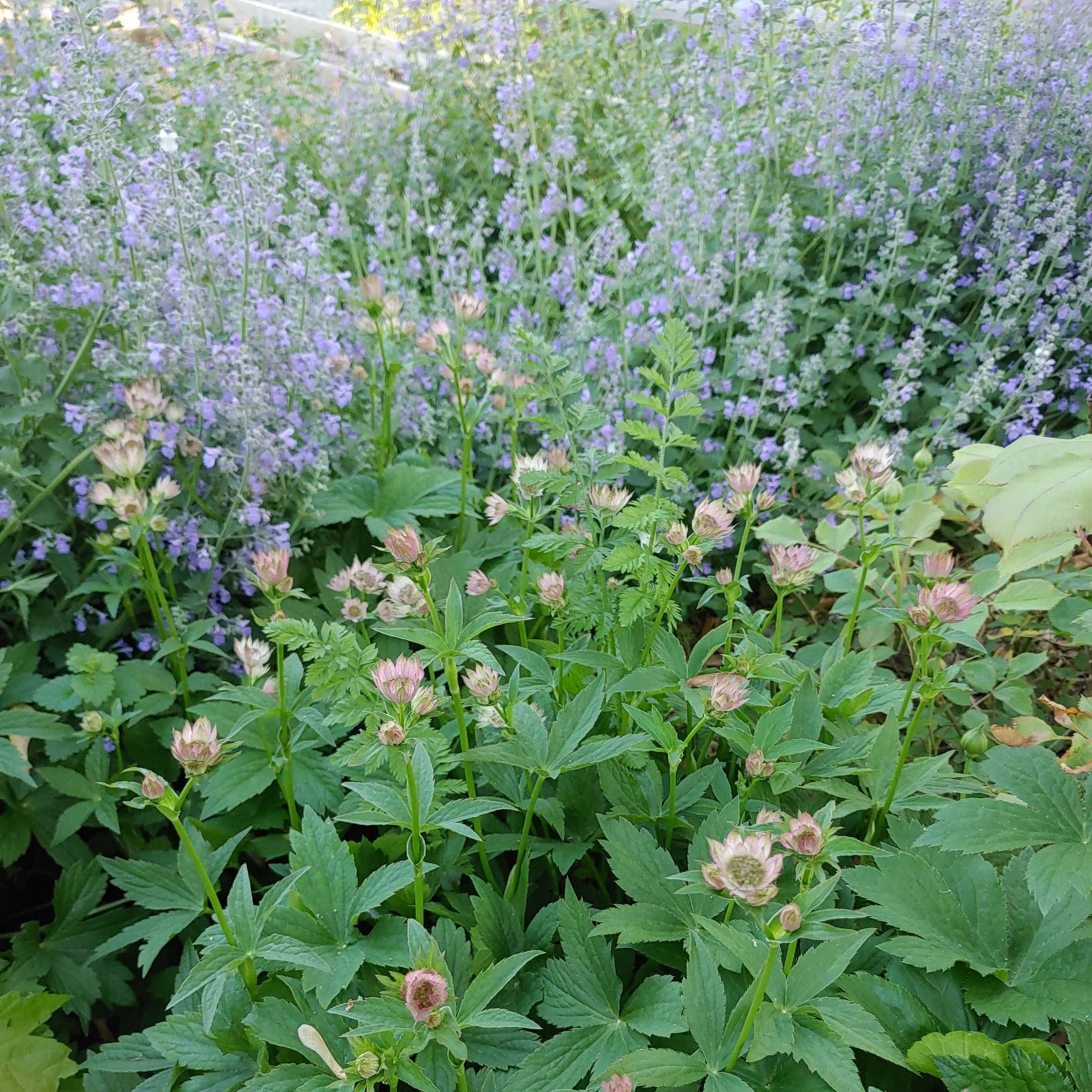 astrantia and catmint.jpg