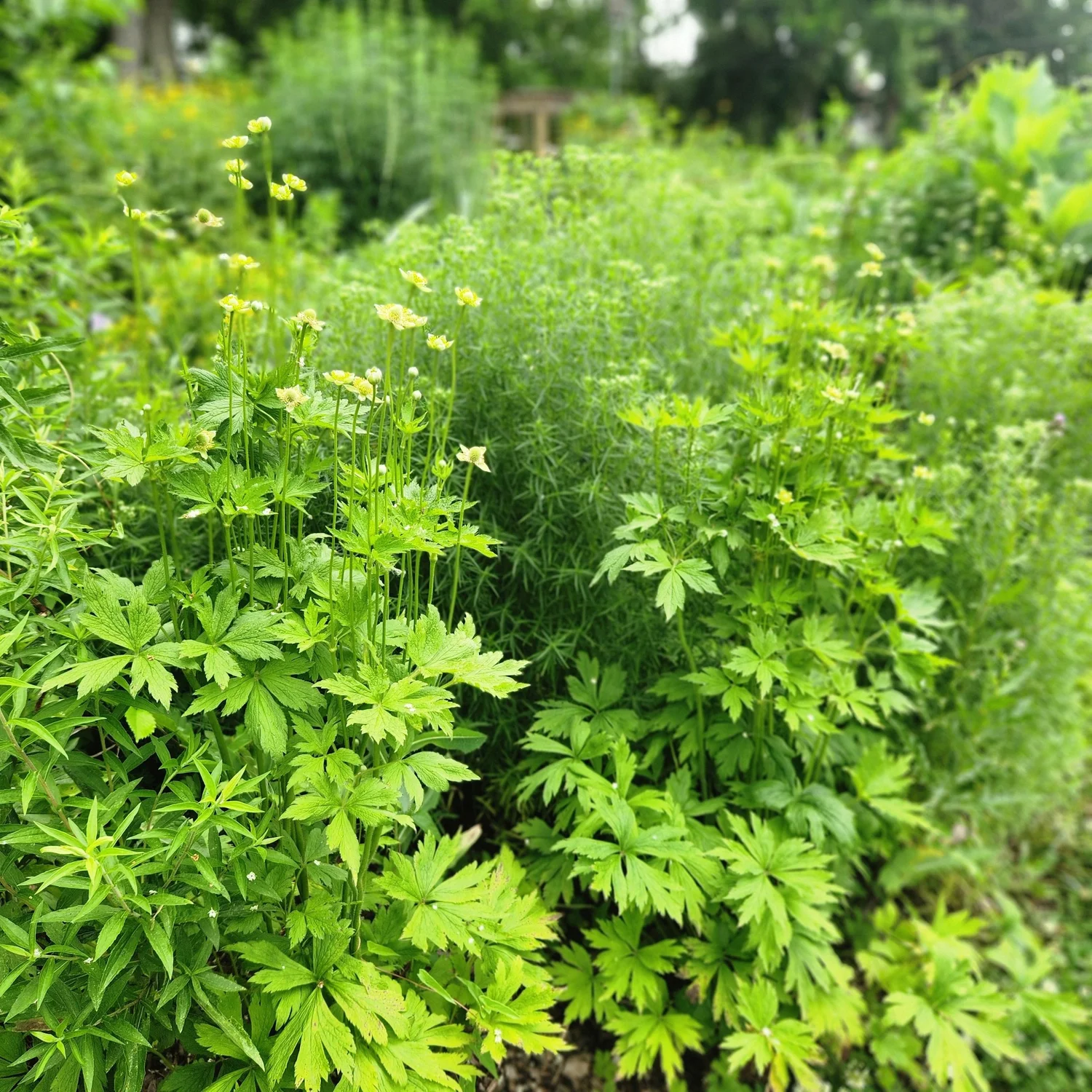 Anemone virginiana, Tall Thimbleweed — Detroit Abloom