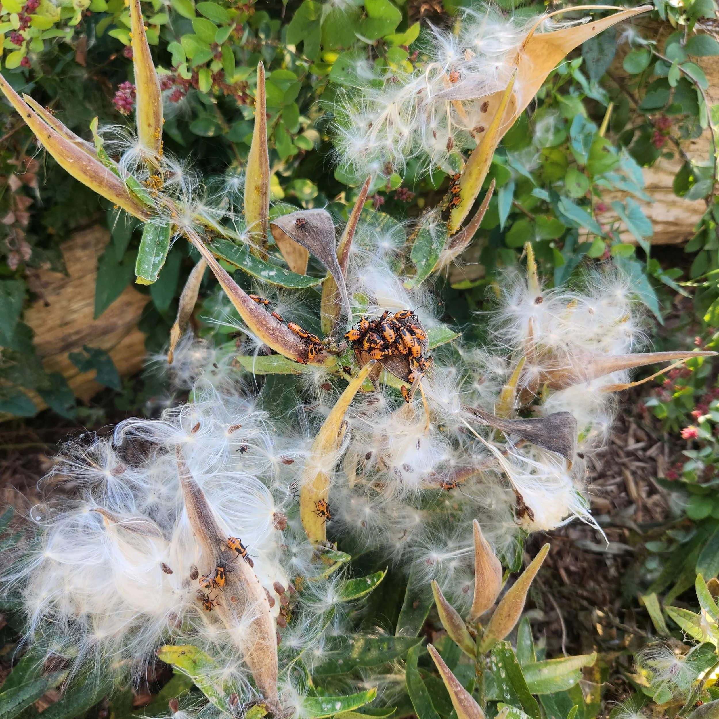 butt mweed bugs 2025.jpg