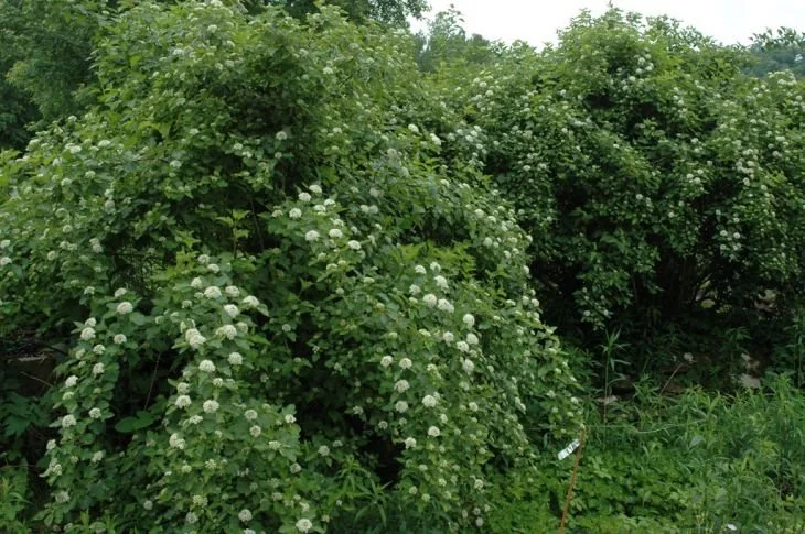 physocarpus-opulifolius-prairie-ninebark_mature-height-shrub_730x485.jpg