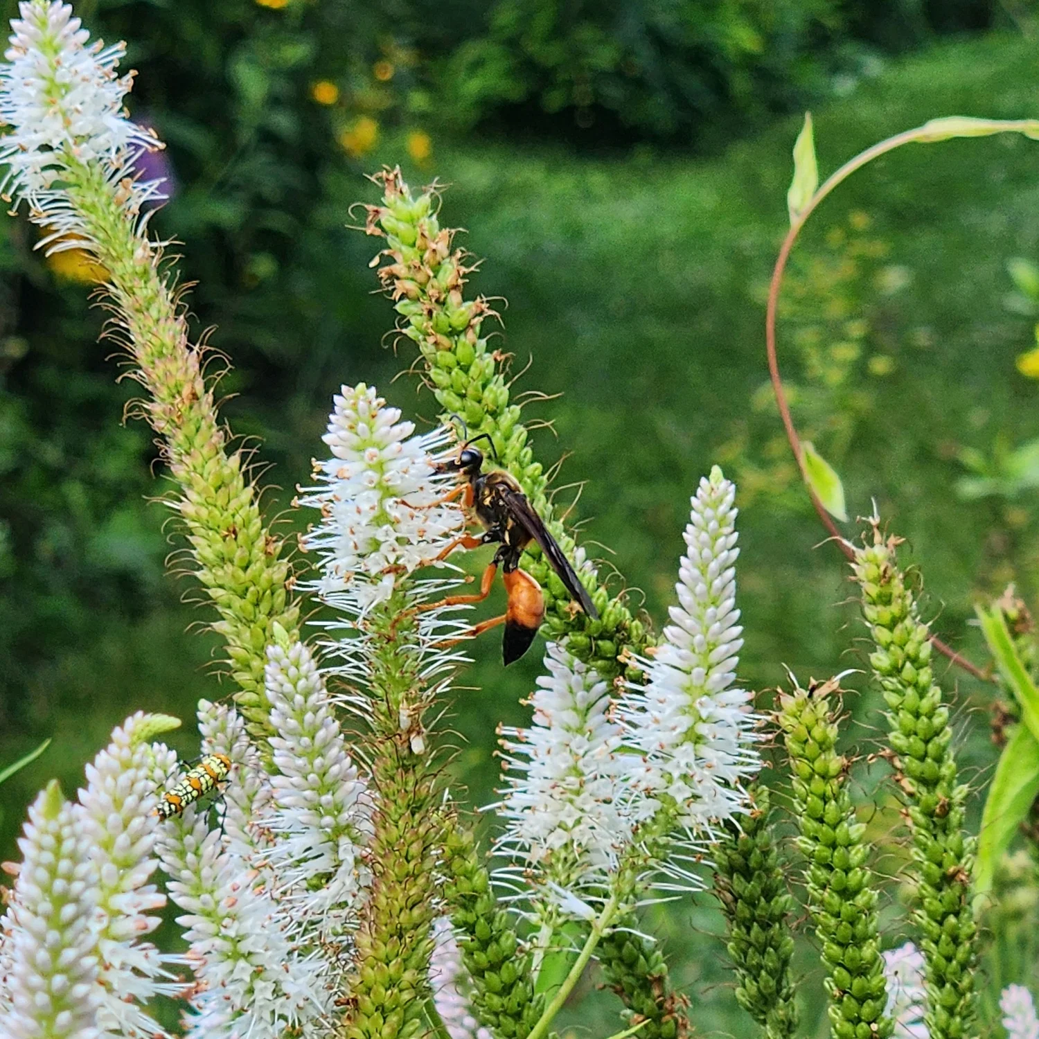 Veronicastrum virginicum, Culvers Root  Detroit Abloom