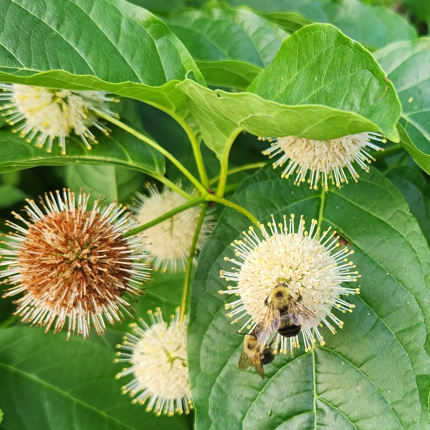 button bush 2025.jpg