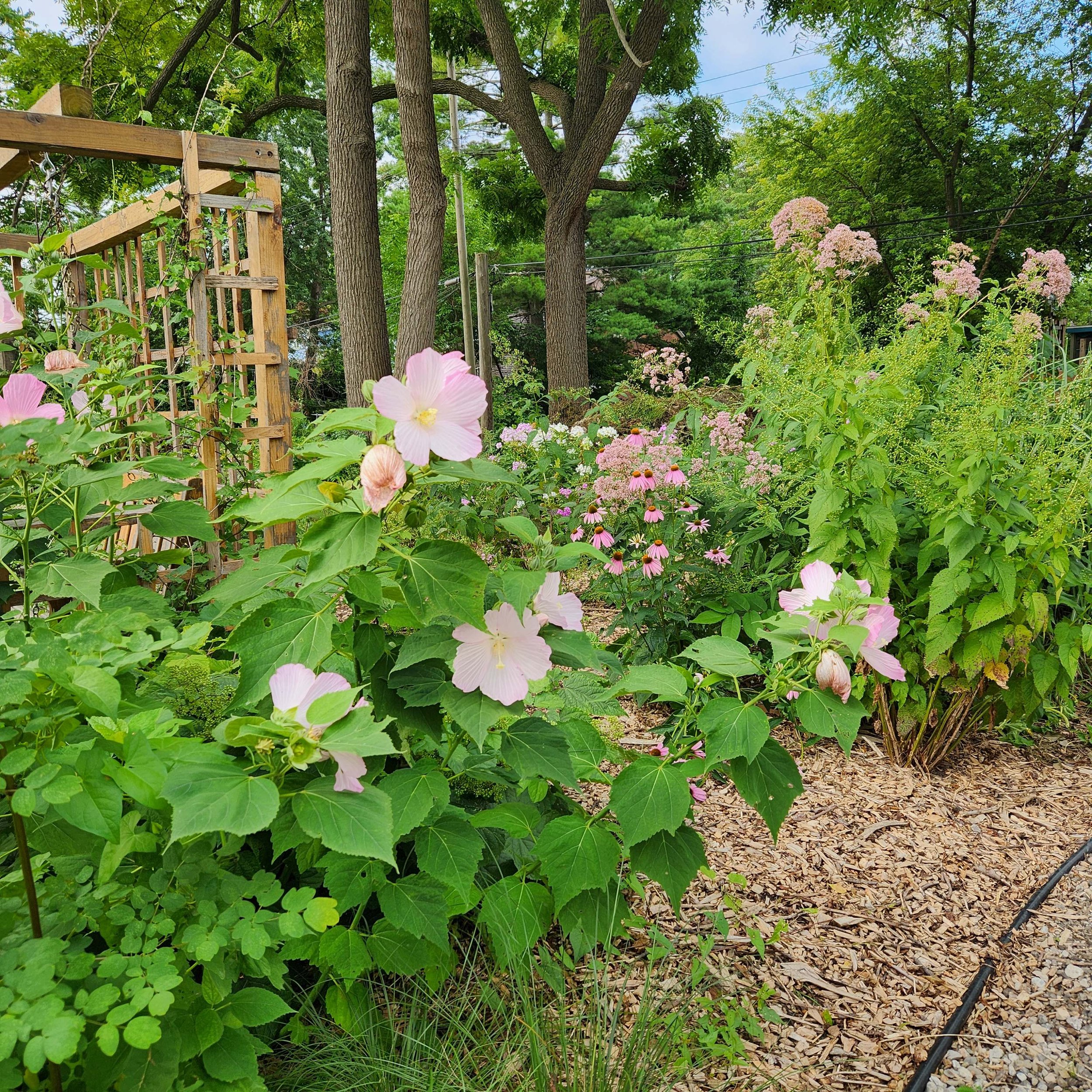 hibiscus and joe pye 2024.jpg