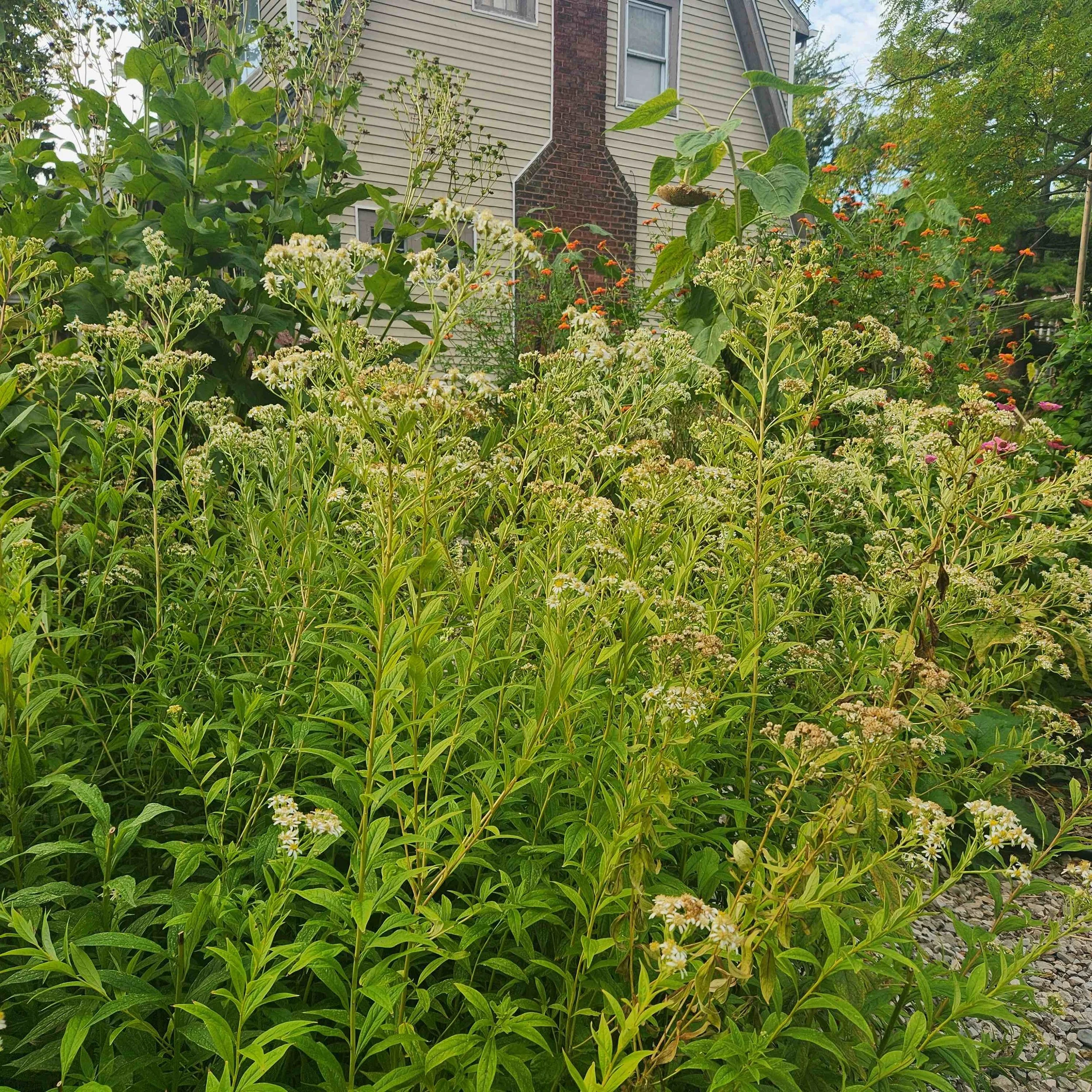 tall flat top 2 2025.jpg