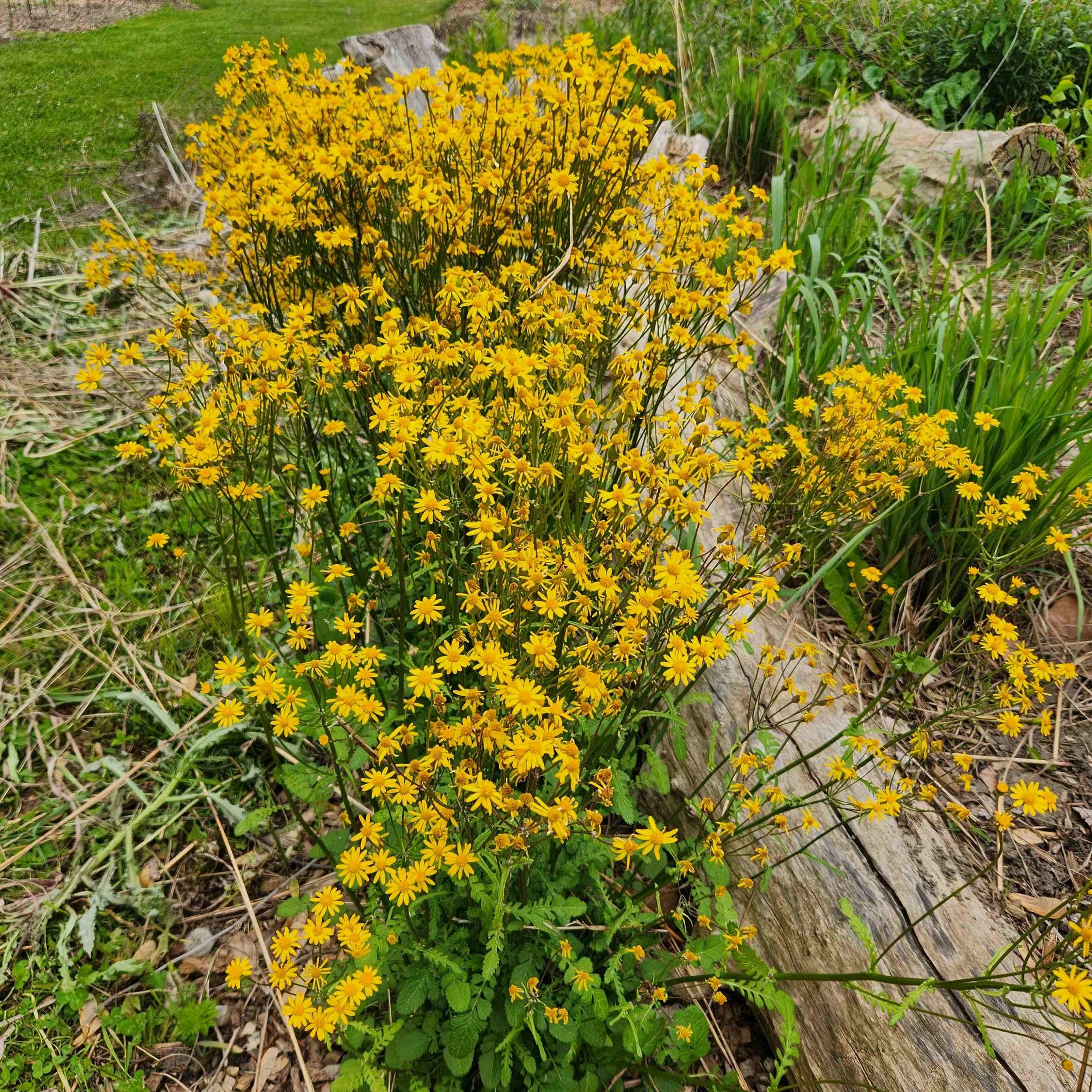 golden ragwort2 2025.jpg