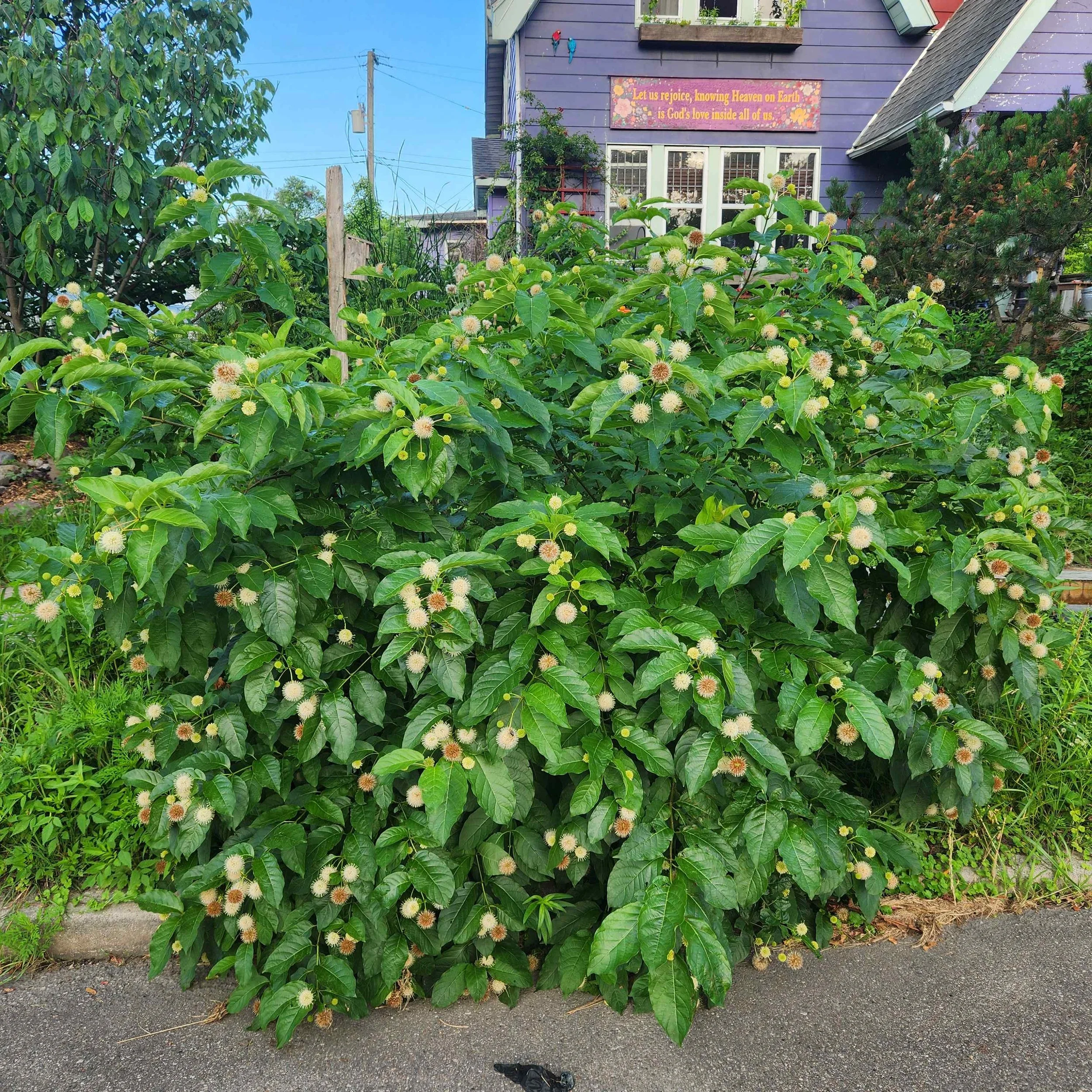 button bush3  2025.jpg