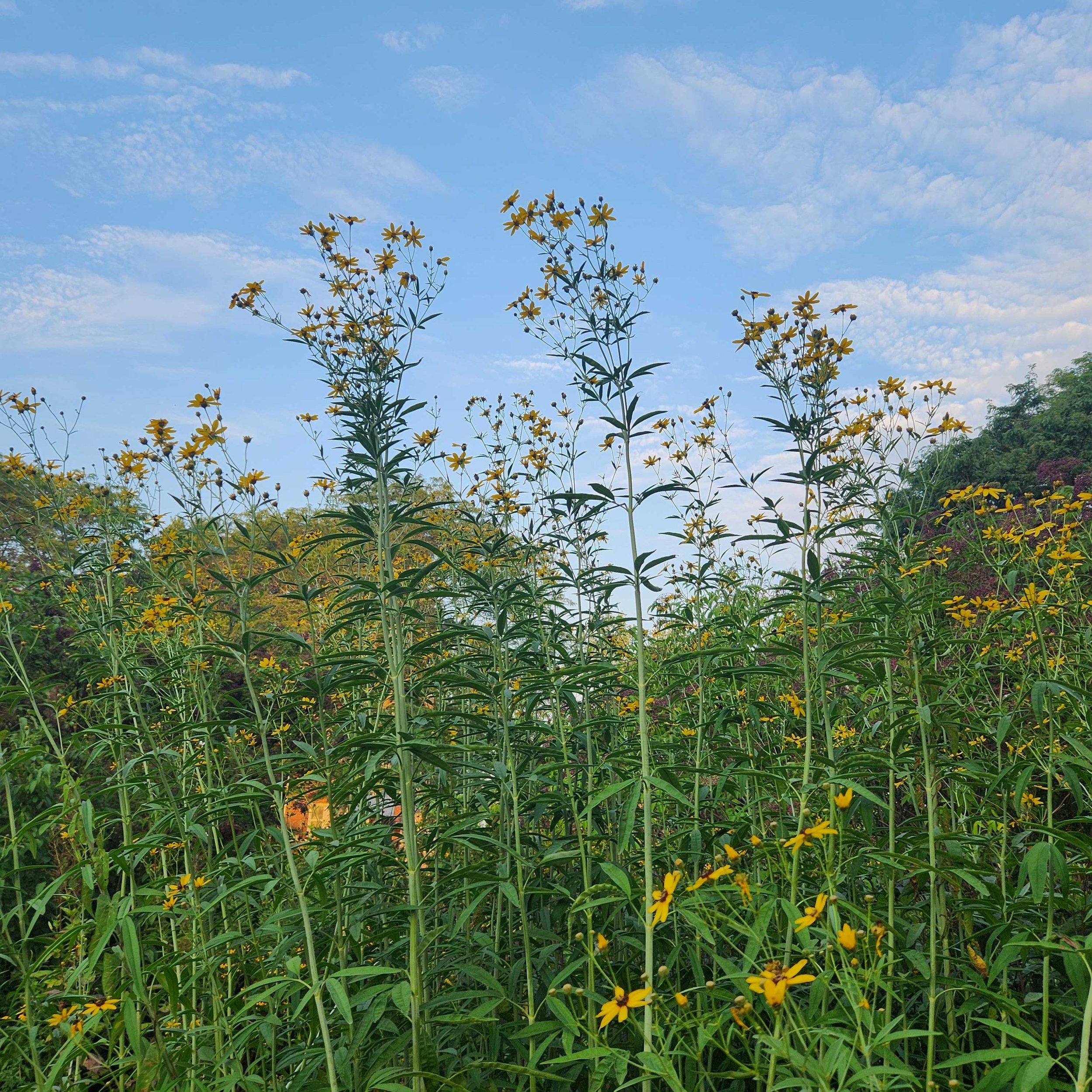 coreopsis 2025.jpg