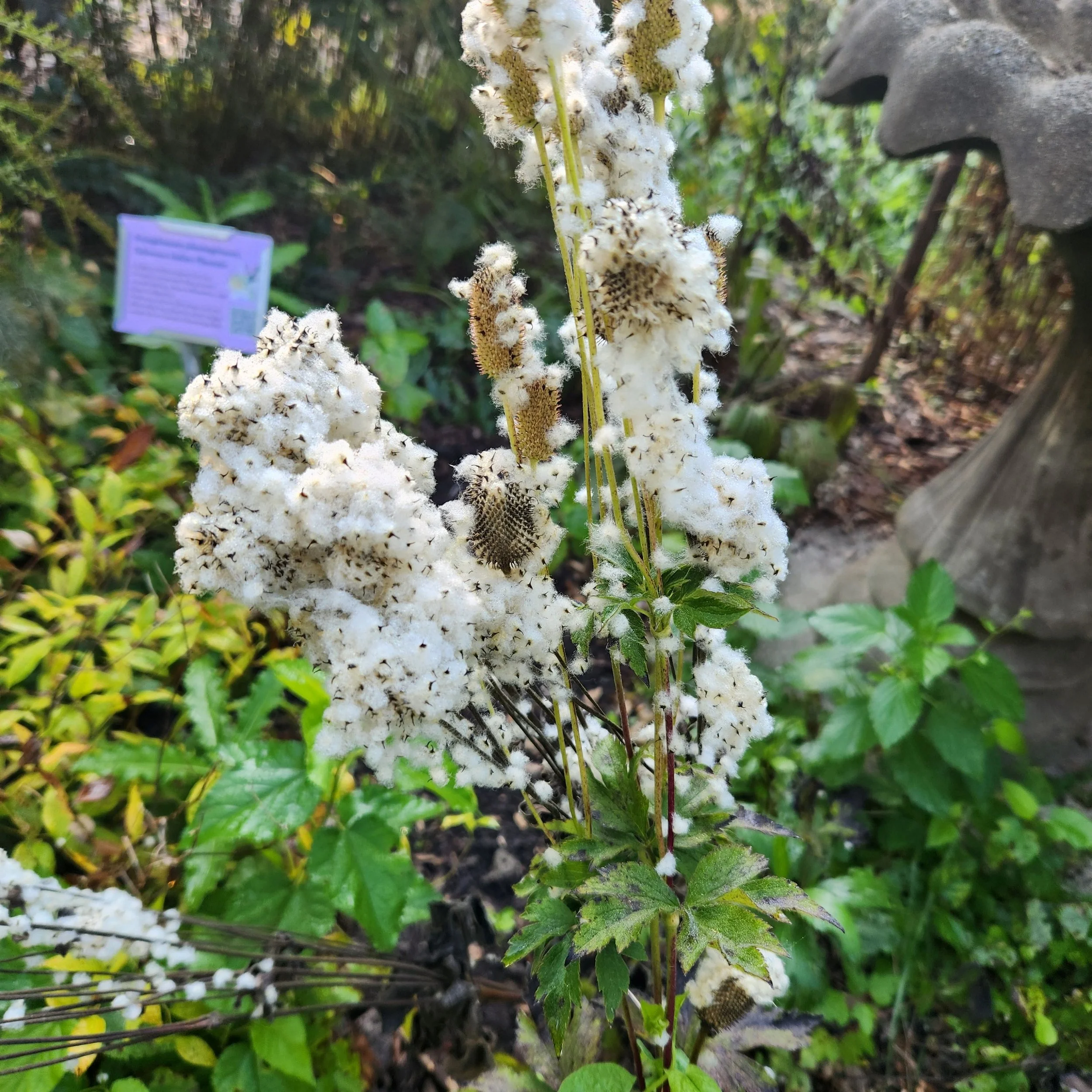 thimbleweed to seed.jpg