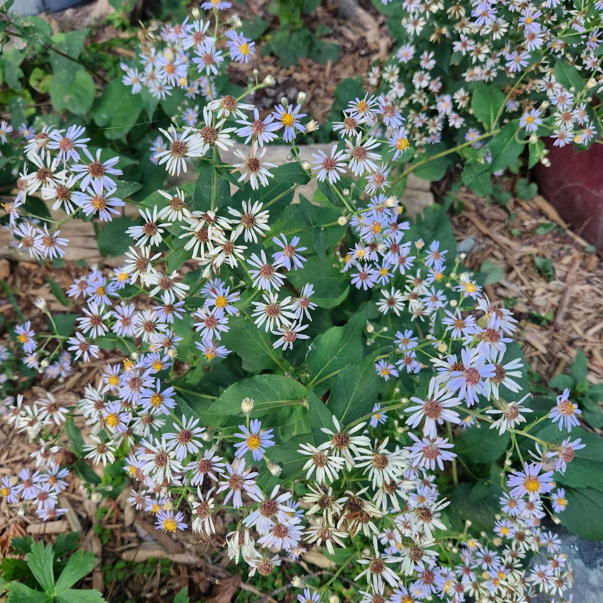 ht leaved aster3 2025.jpg