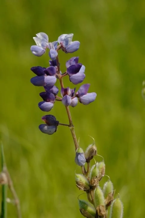 sundial-lupine-seed-pods_485x730.jpg