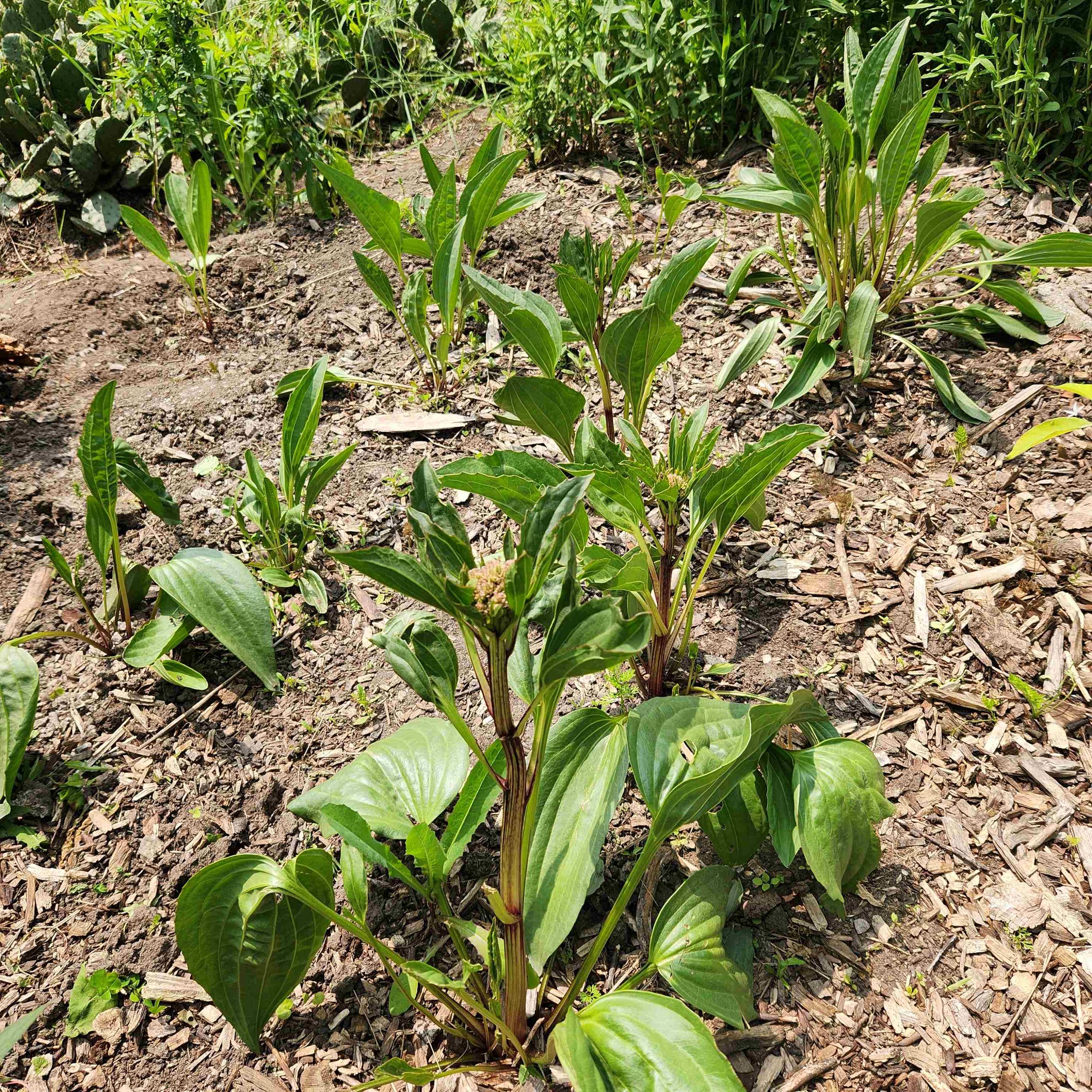 plantain7 2025.jpg