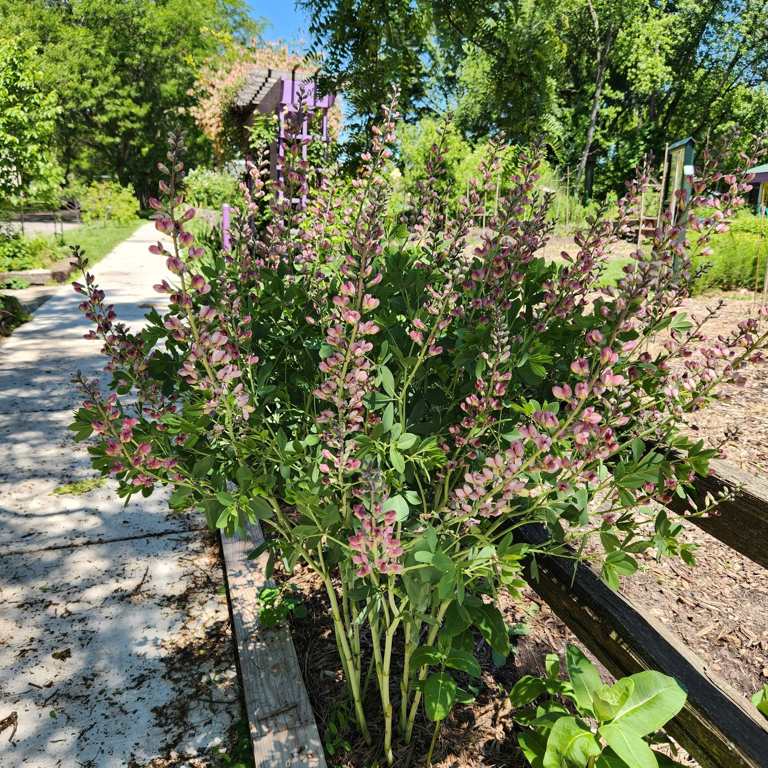 baptisia pink and bue 2024.jpg