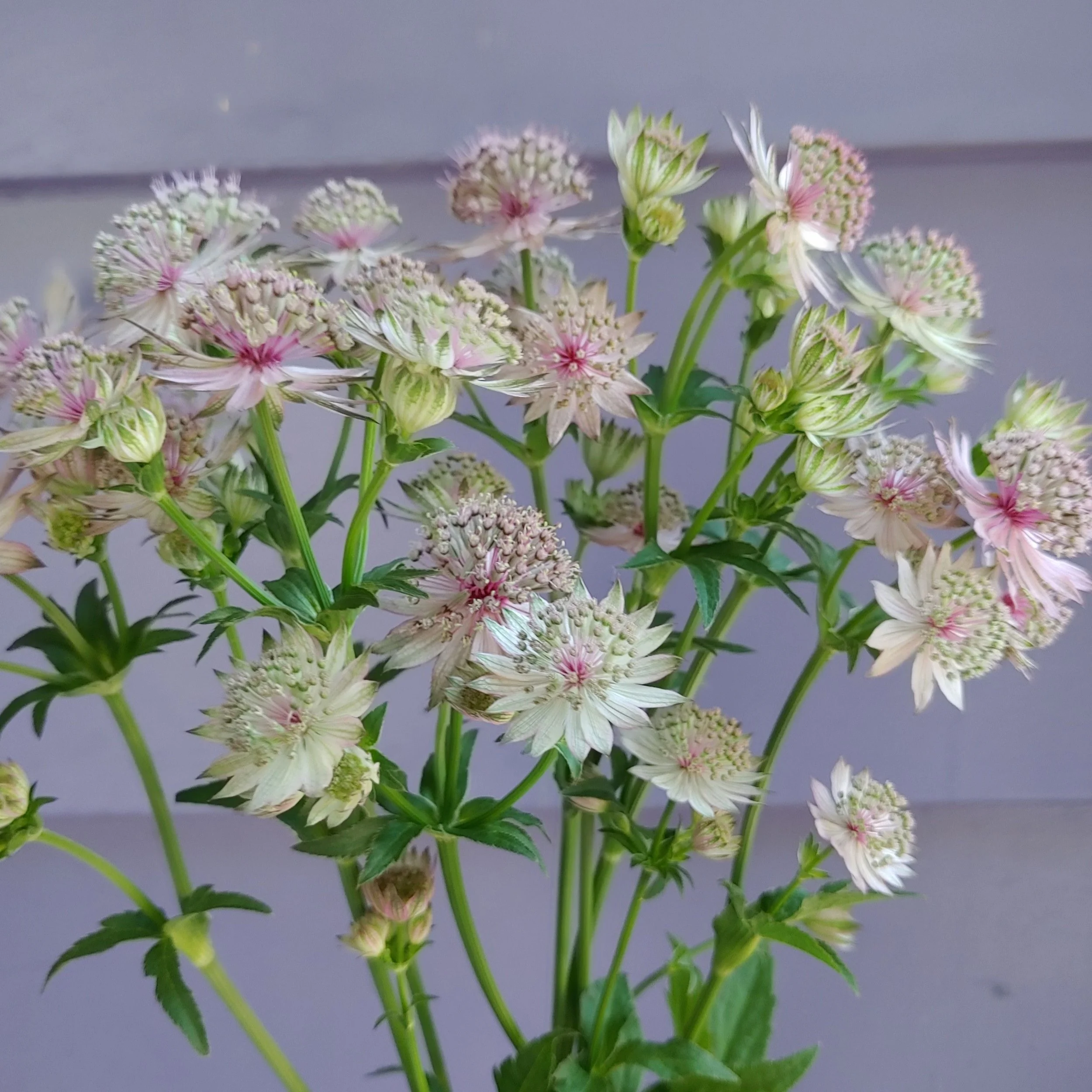 astrantia2.jpg