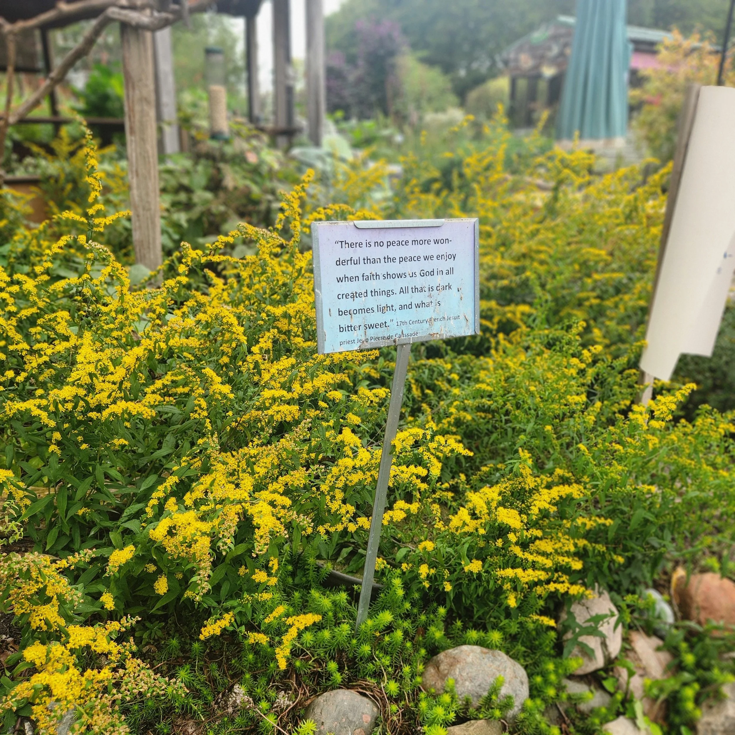 blue stem GR 2025.jpg