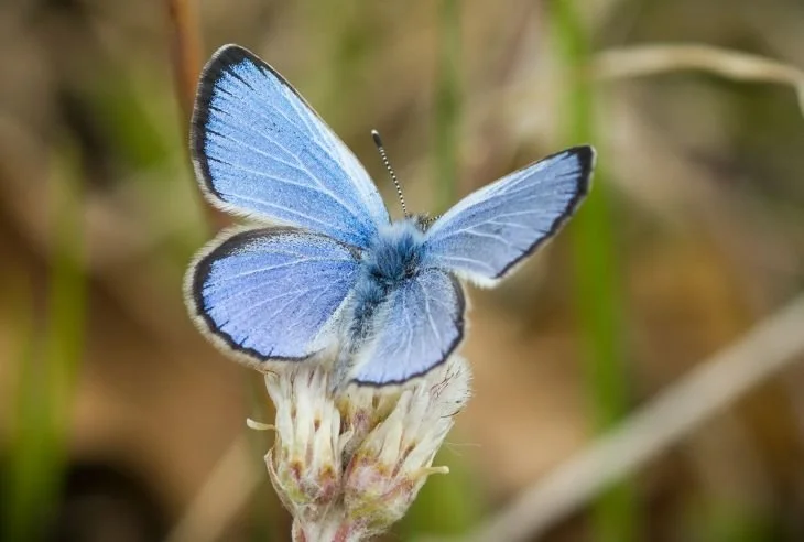 KARNER BLUE photo credit Justin Meissen, IA_730x492.jpg
