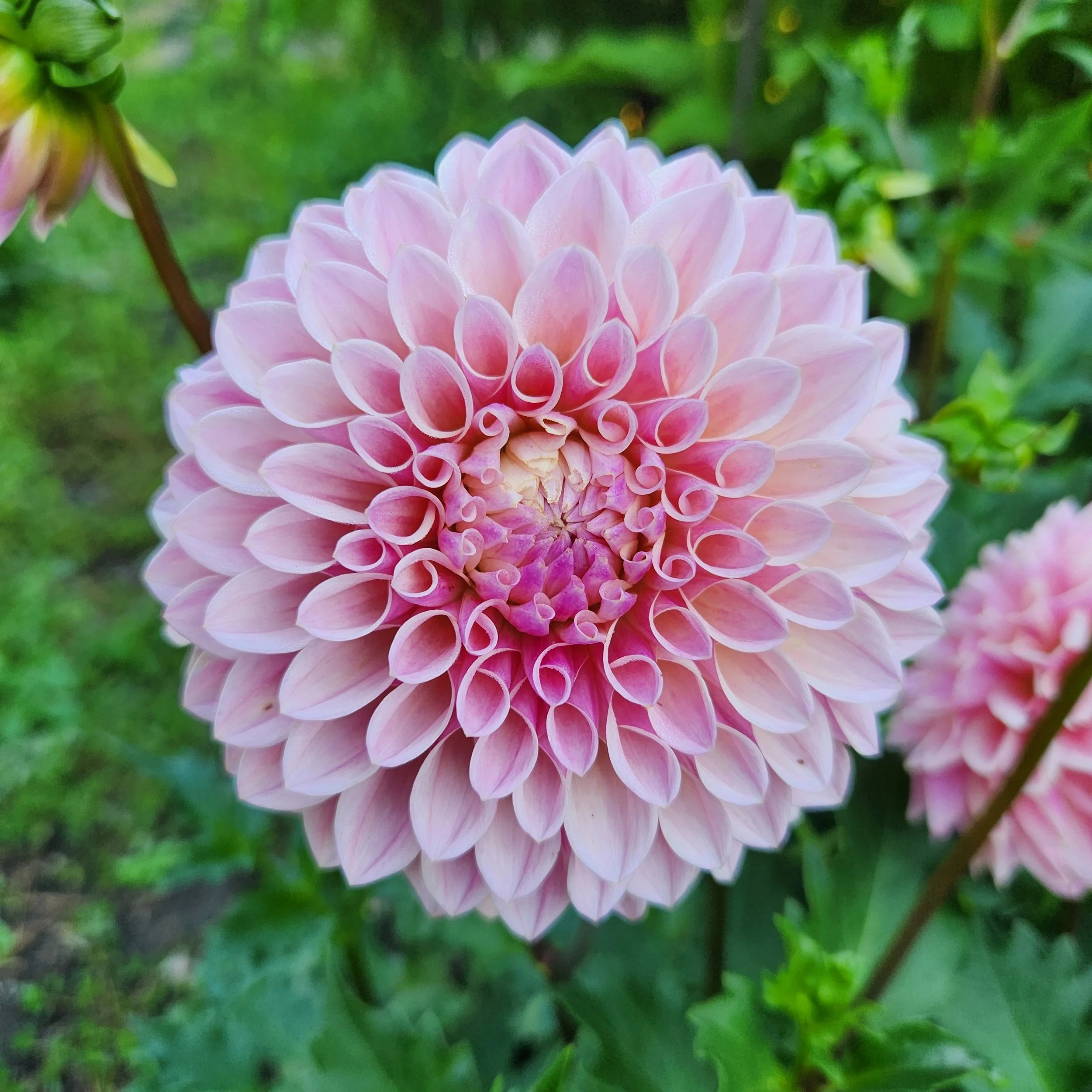 Clearview Peachy  #64