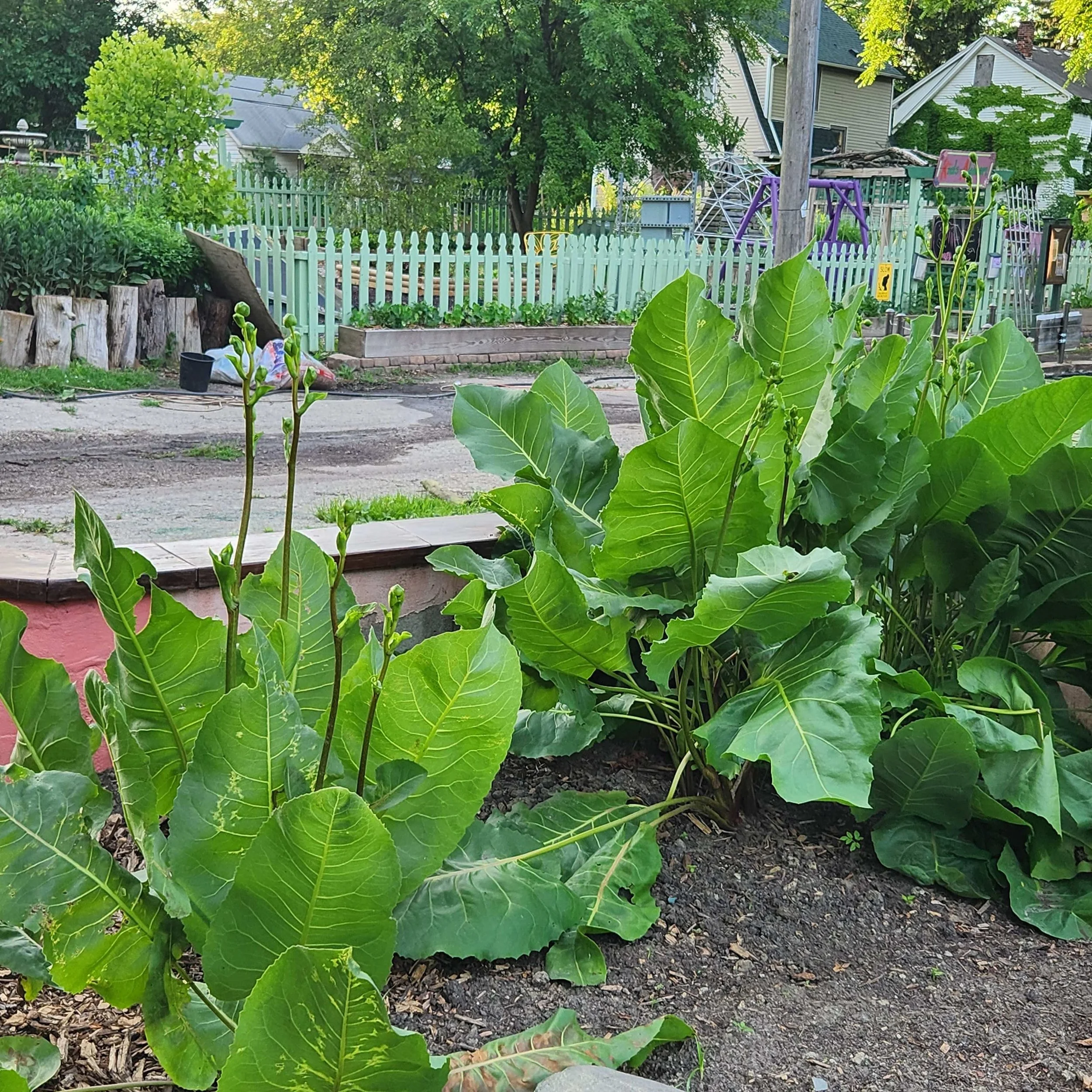 prairie dock3 2025.jpg