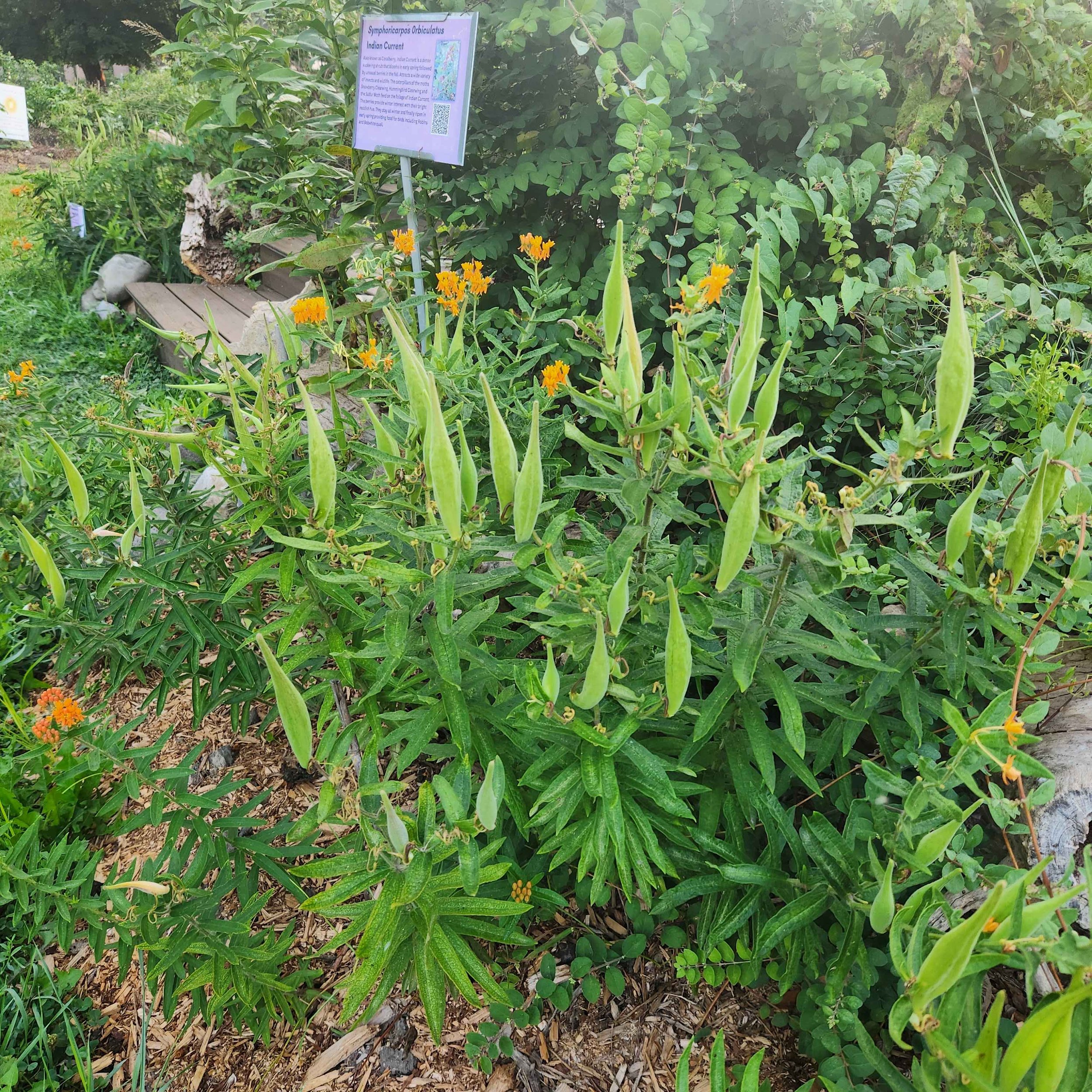 butt mw to seed 2025.jpg