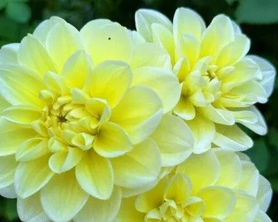 sunkissed_dahlia_web_6x48.jpg