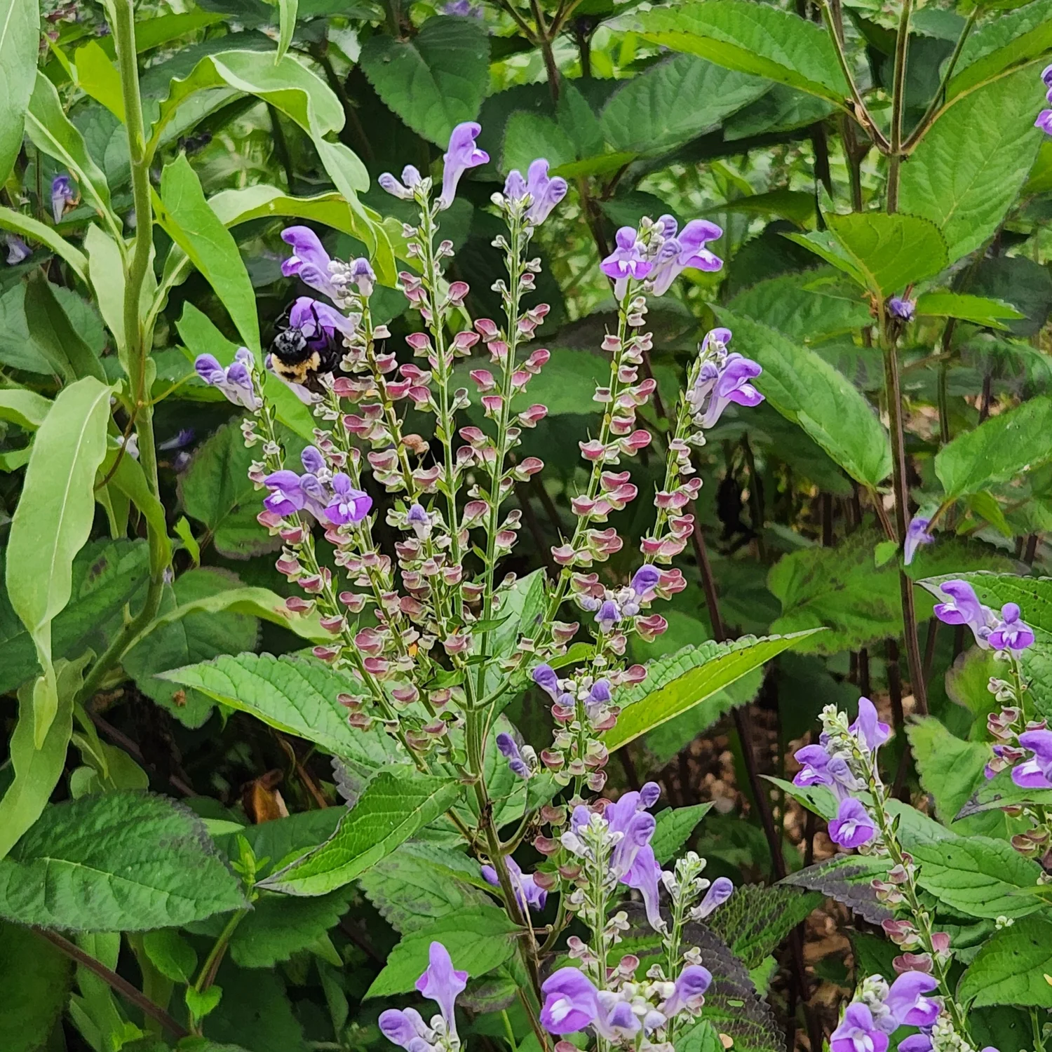 Skullcap, Official (Scutellaria lateriflora) – Earthbeat Seeds