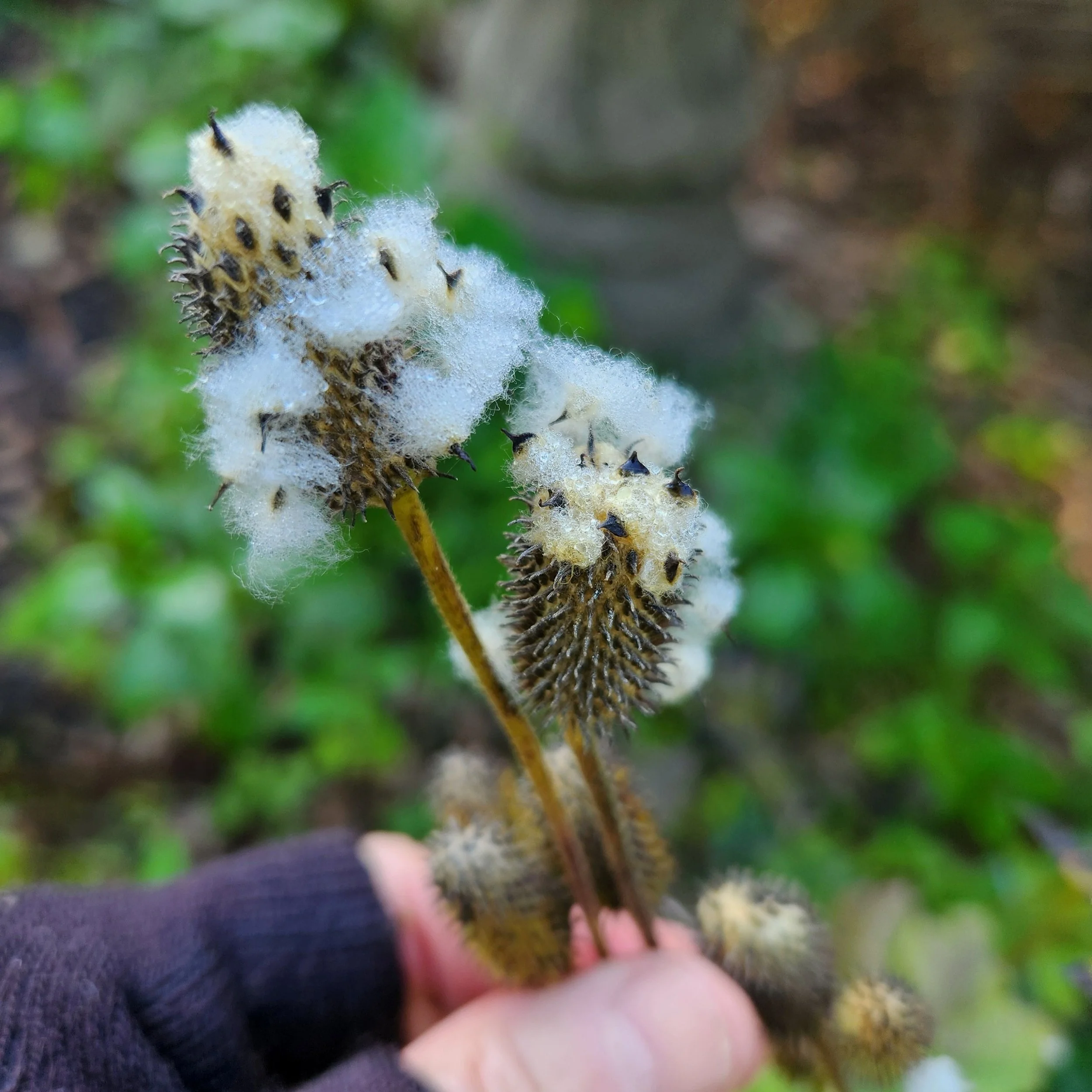 thimbleweed to seed2 2025.jpg