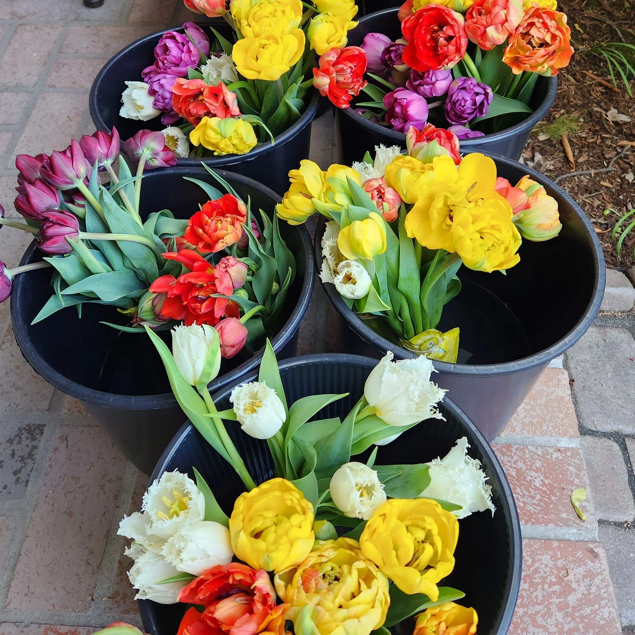 tulips buckets2.jpg
