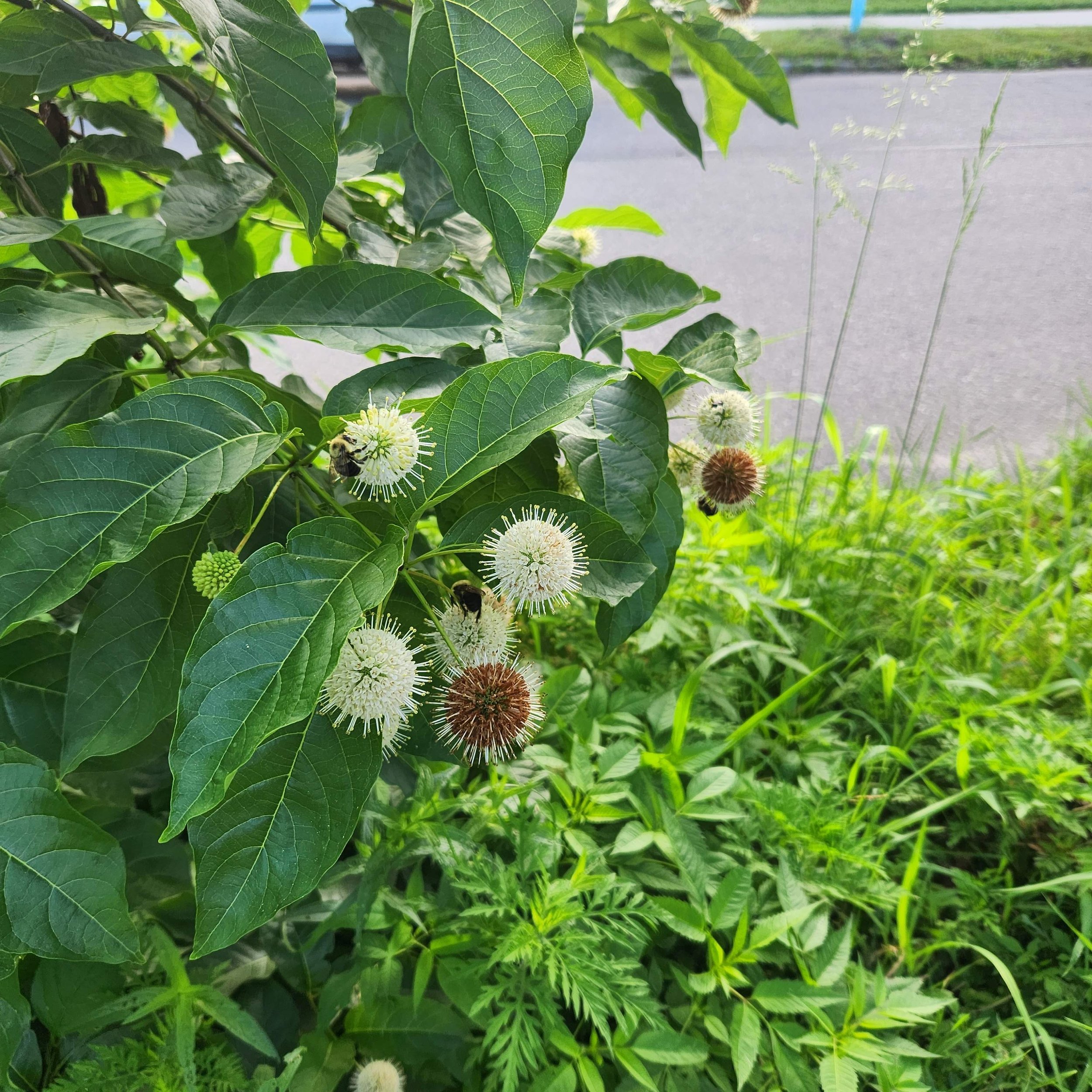 button bush  2025.jpg