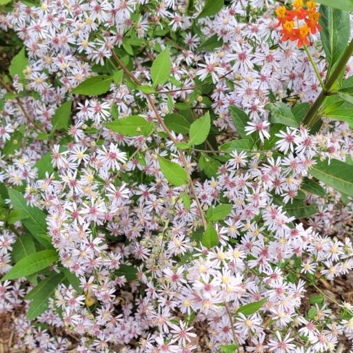 Aster heartleaved.jpg
