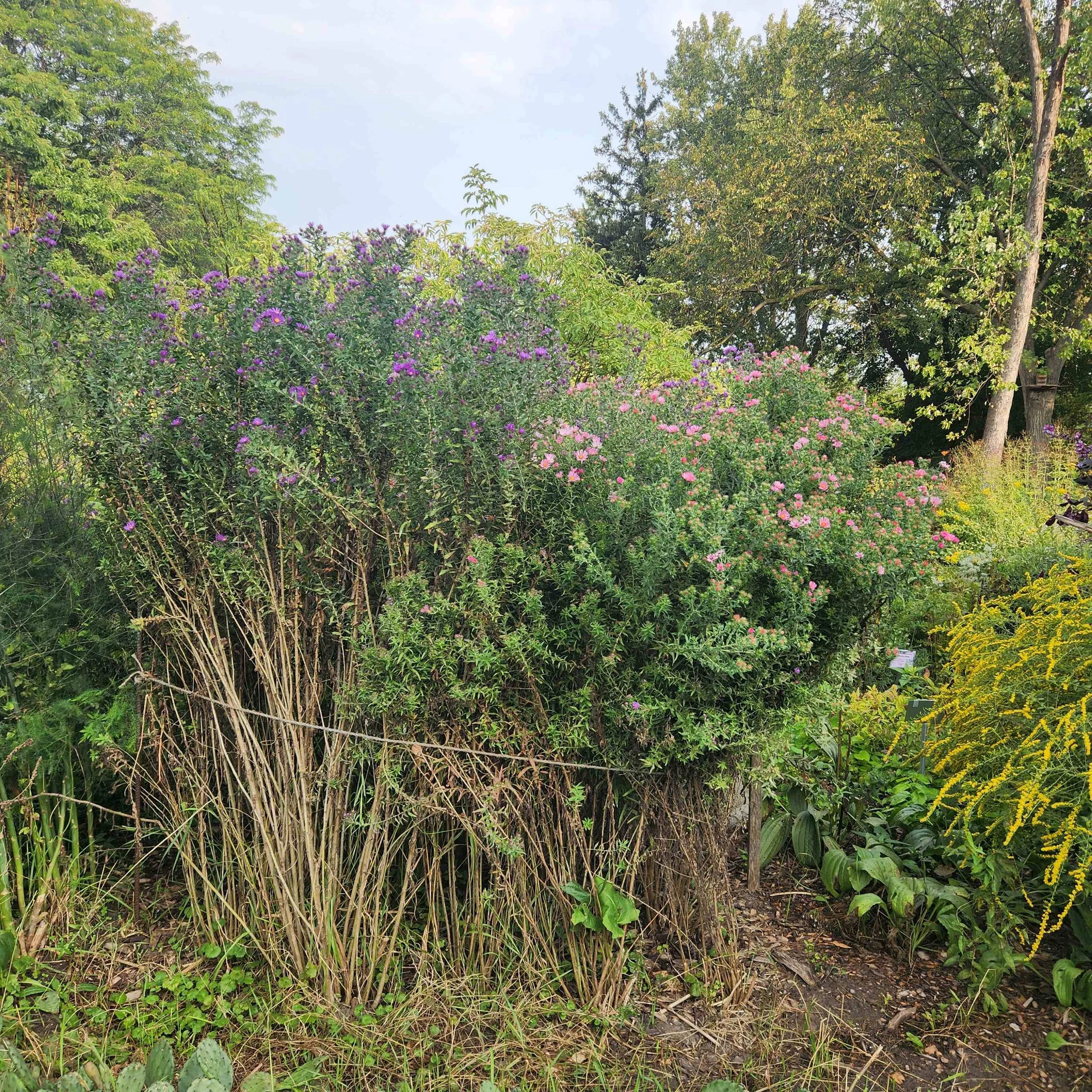 ne aster2 2025 mature.jpg