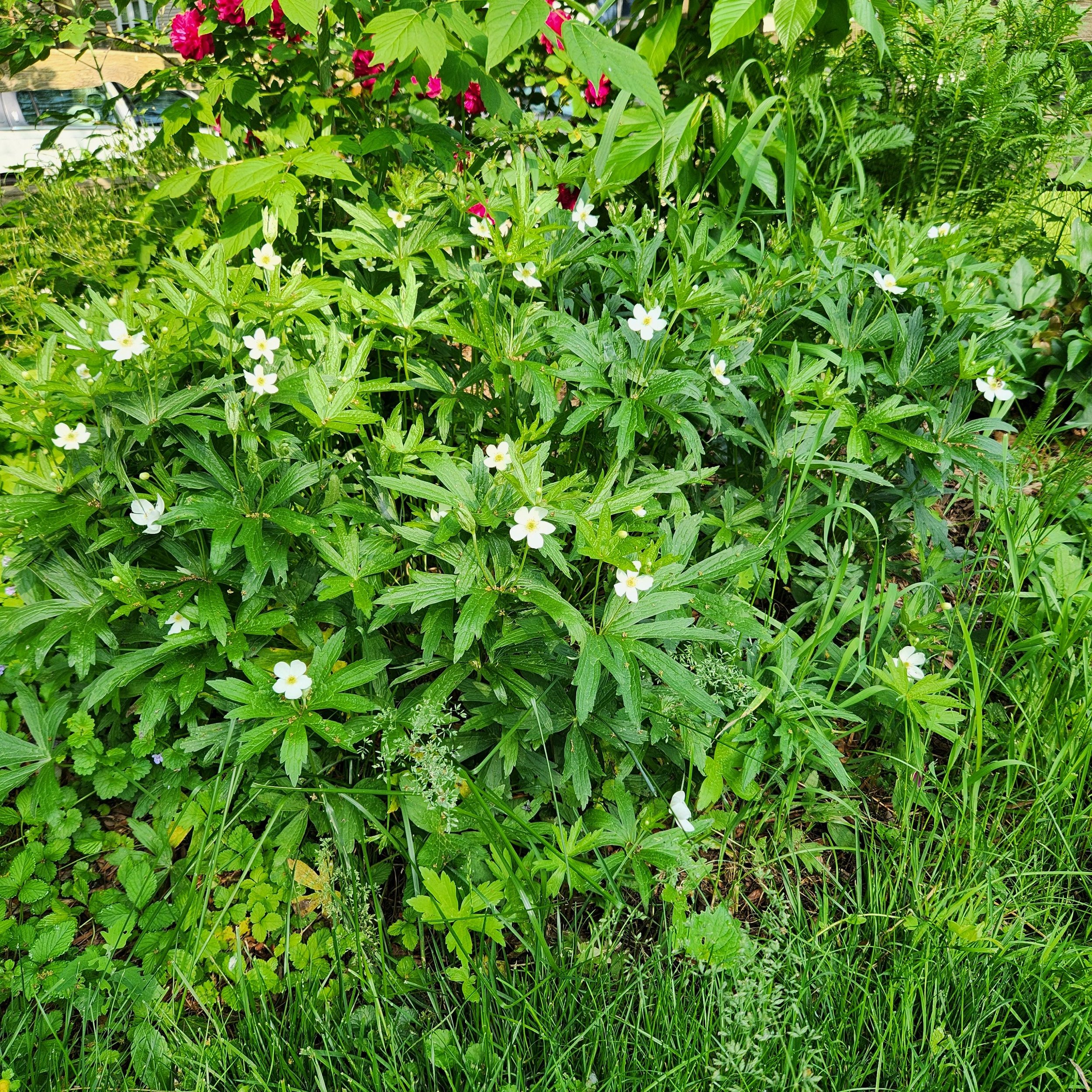 canadian anemones.jpg