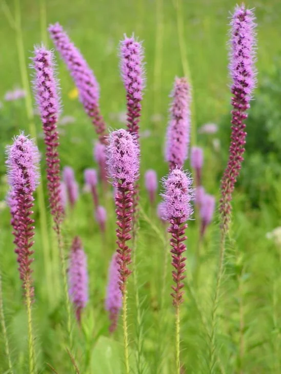 liatris-pycnostachya-prairie-blazing-star_main_548x730.jpg