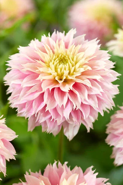 Dahlia_Pink_Impact_3_grande.webp