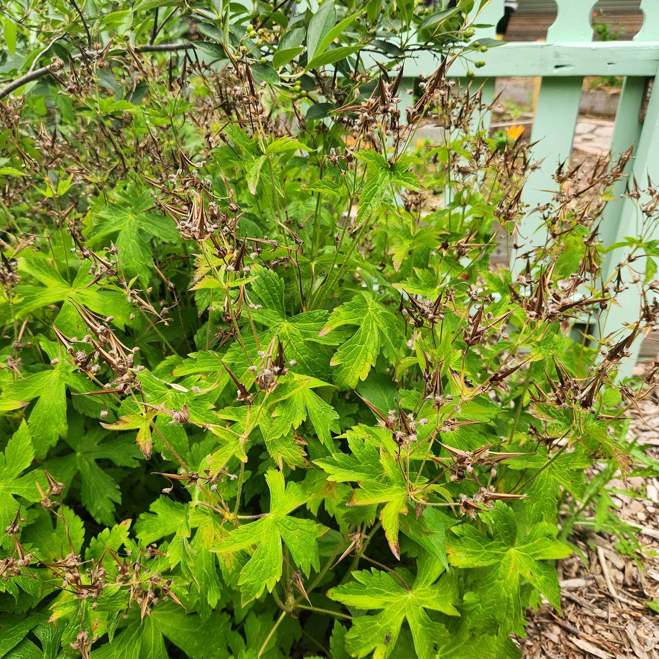 geranium to seed 2025.jpg
