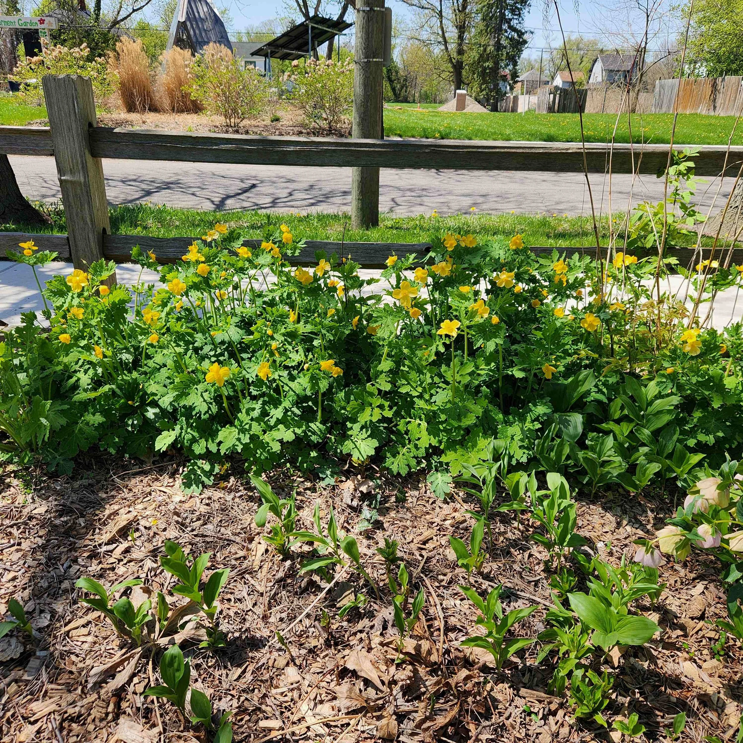 wood poppy late april 2025.jpg