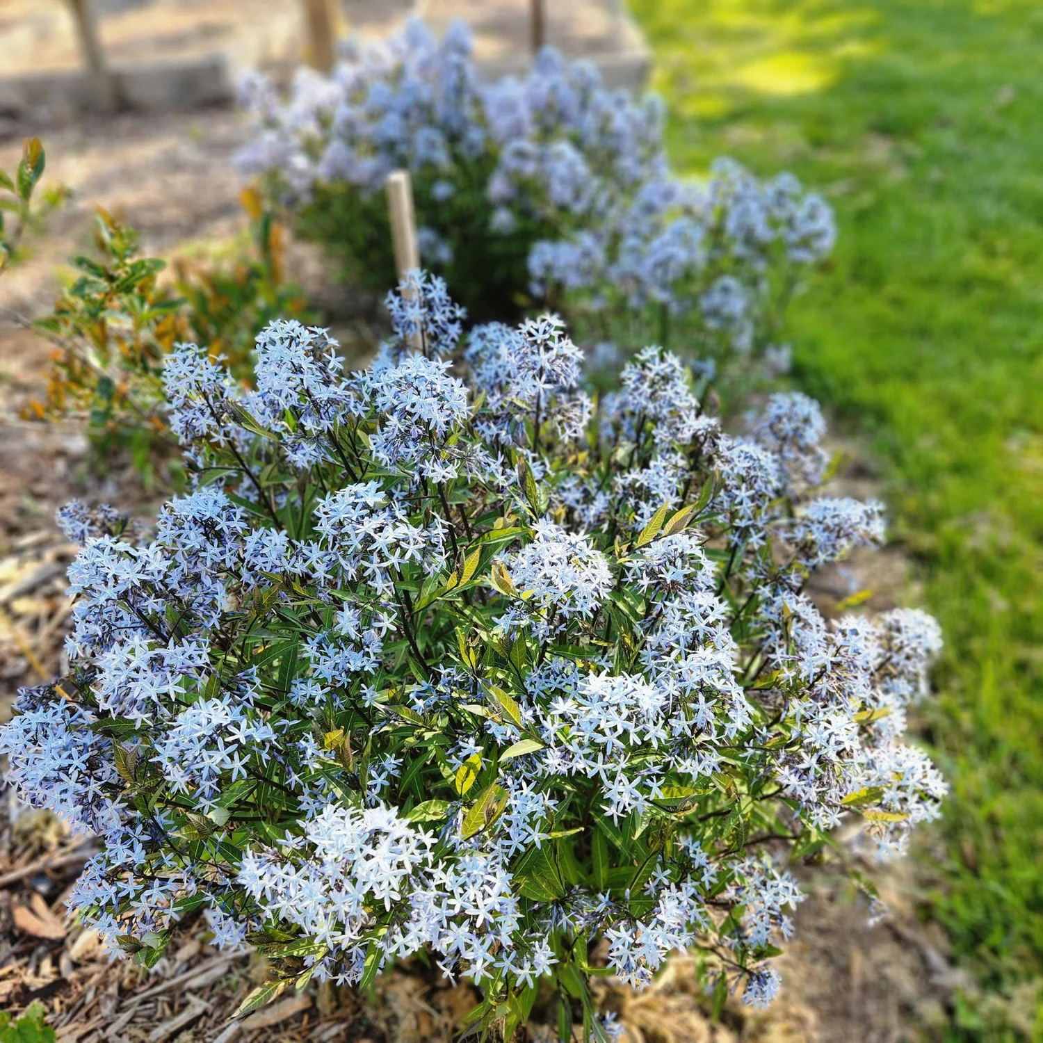 Amsonia tabernaemontana, Storm Cloud  Detroit Abloom