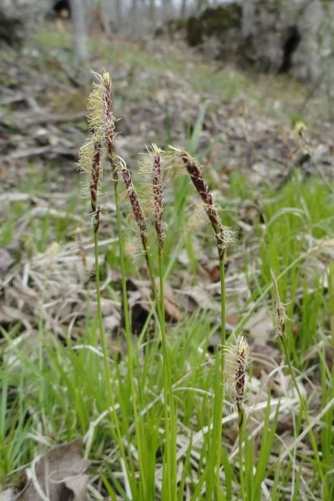 Carex-pensylvanica-pennsylvania-sedge-early-spring_487x730.jpg