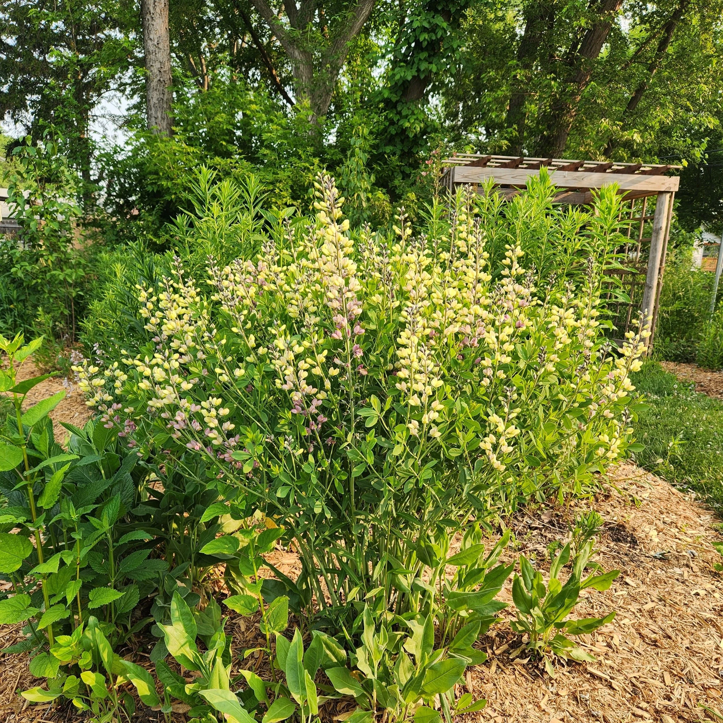 baptisia pink lemonade2.jpg