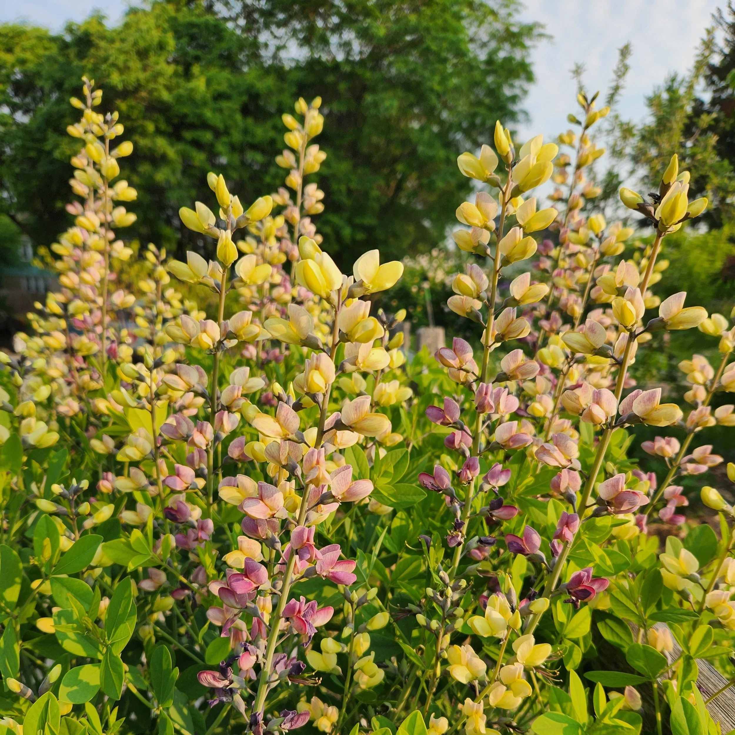 baptisia pink lemonade3.jpg