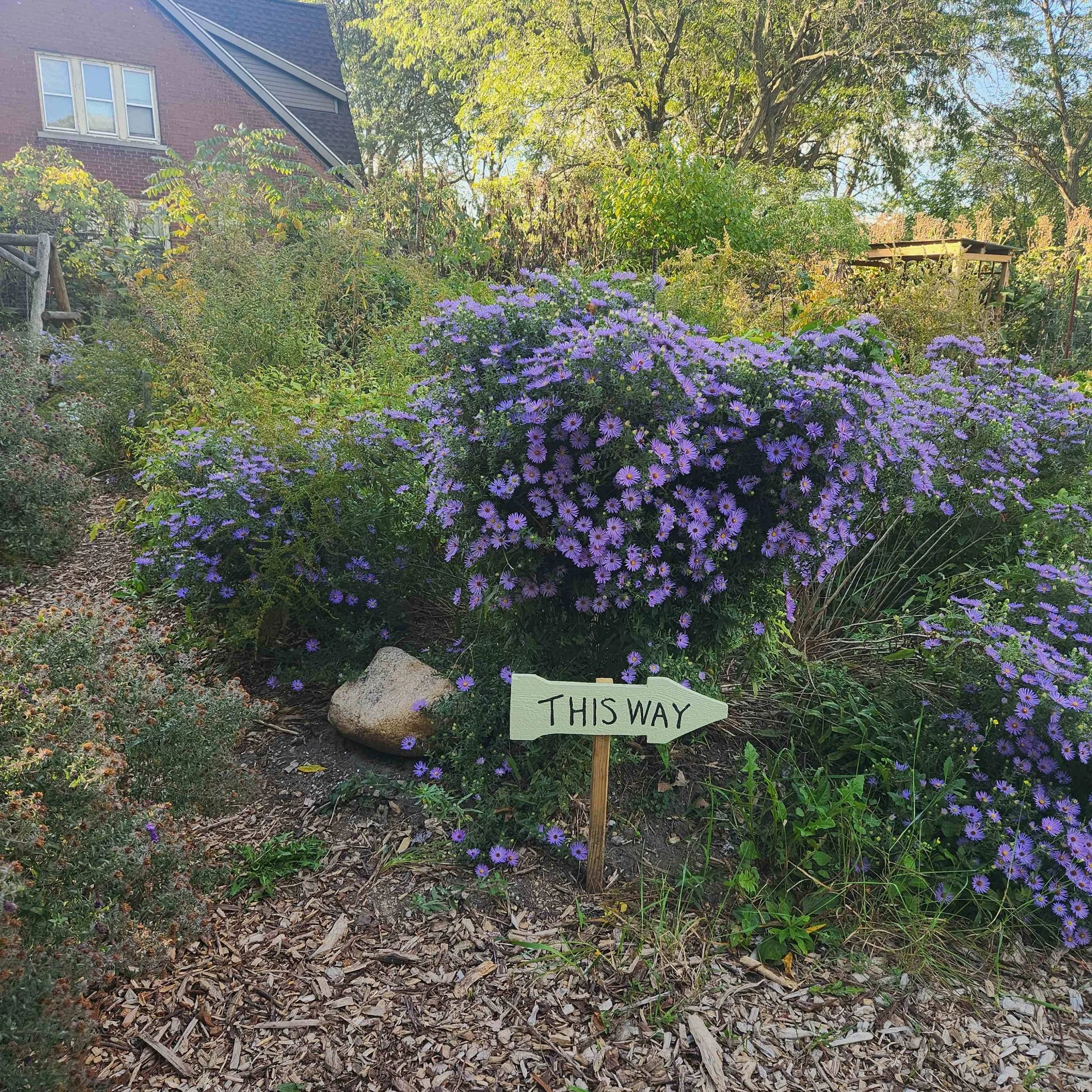 new eng aster 2025.jpg