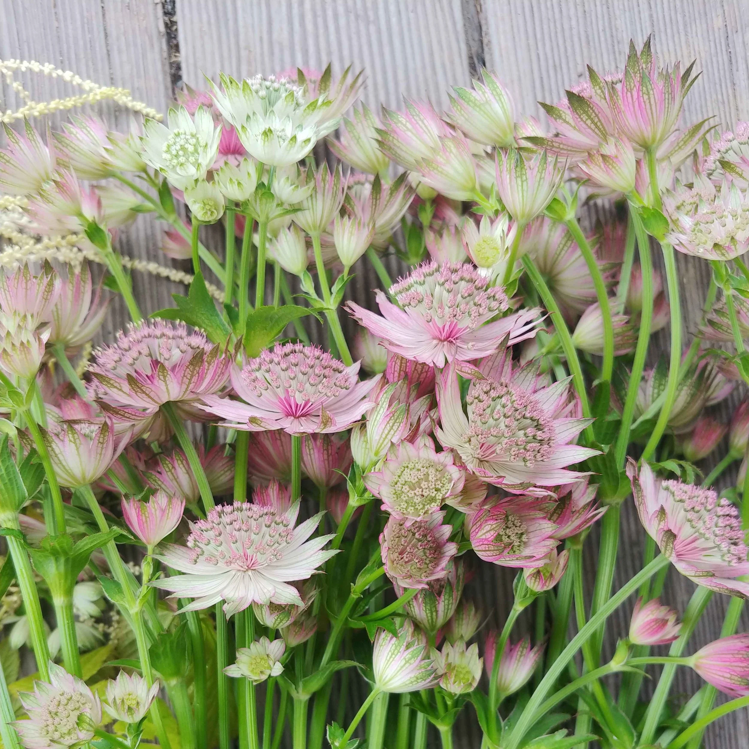 astrantia4.jpg